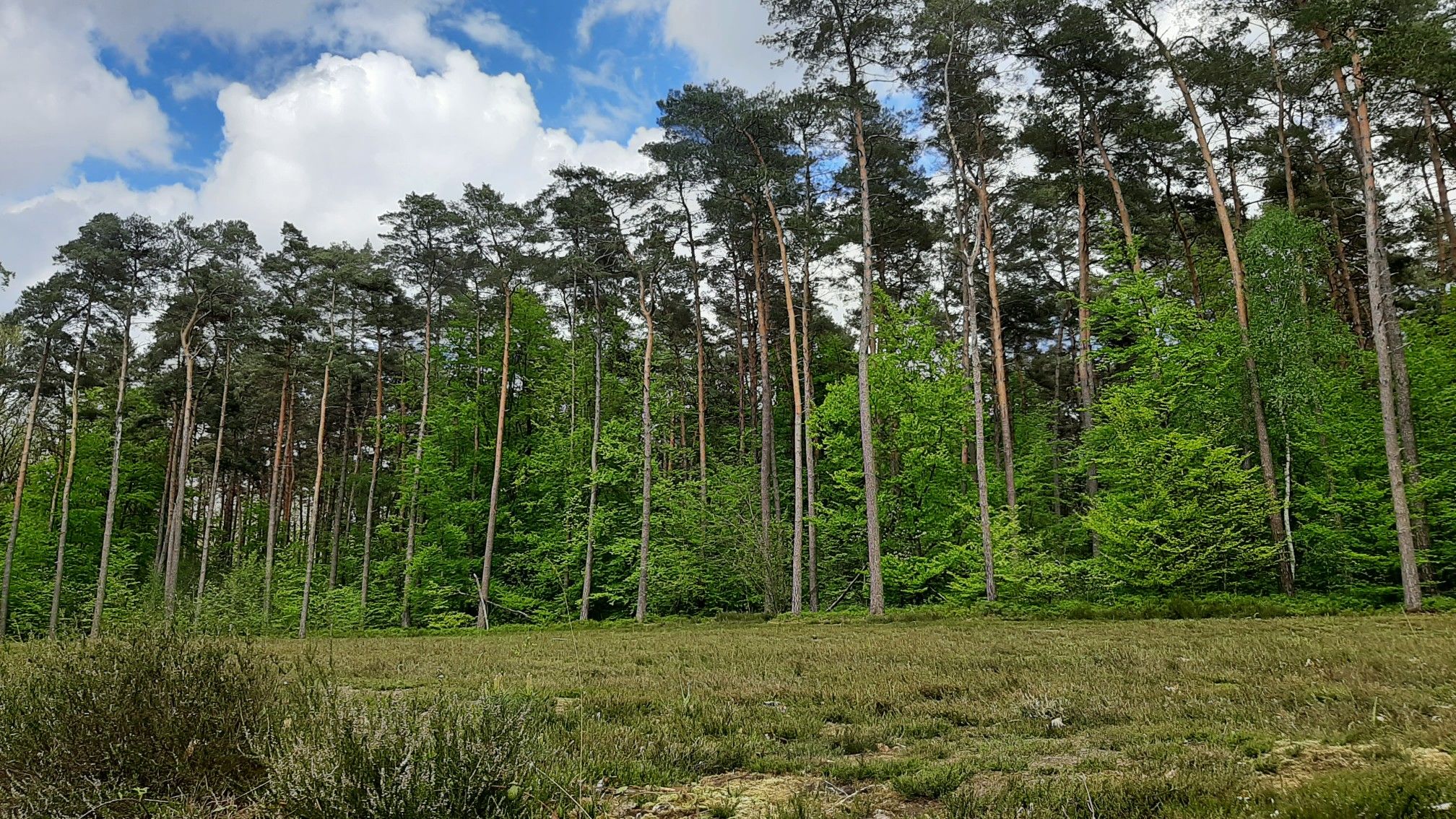 Heidegebied 