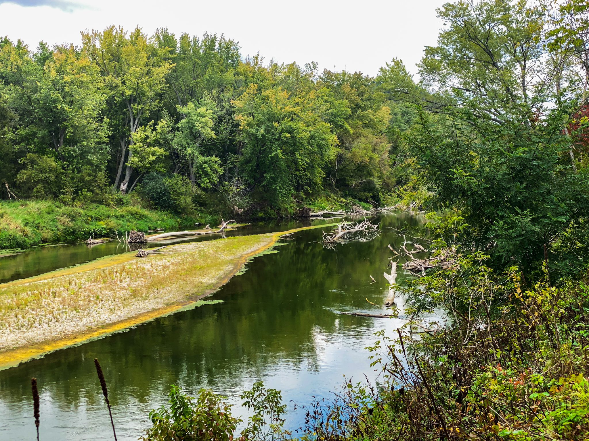 River flowing through dense green forest with yellow-green algae on the water. - Welch Village – Belle Creek Rest Area loop from A. P. Anderson Park