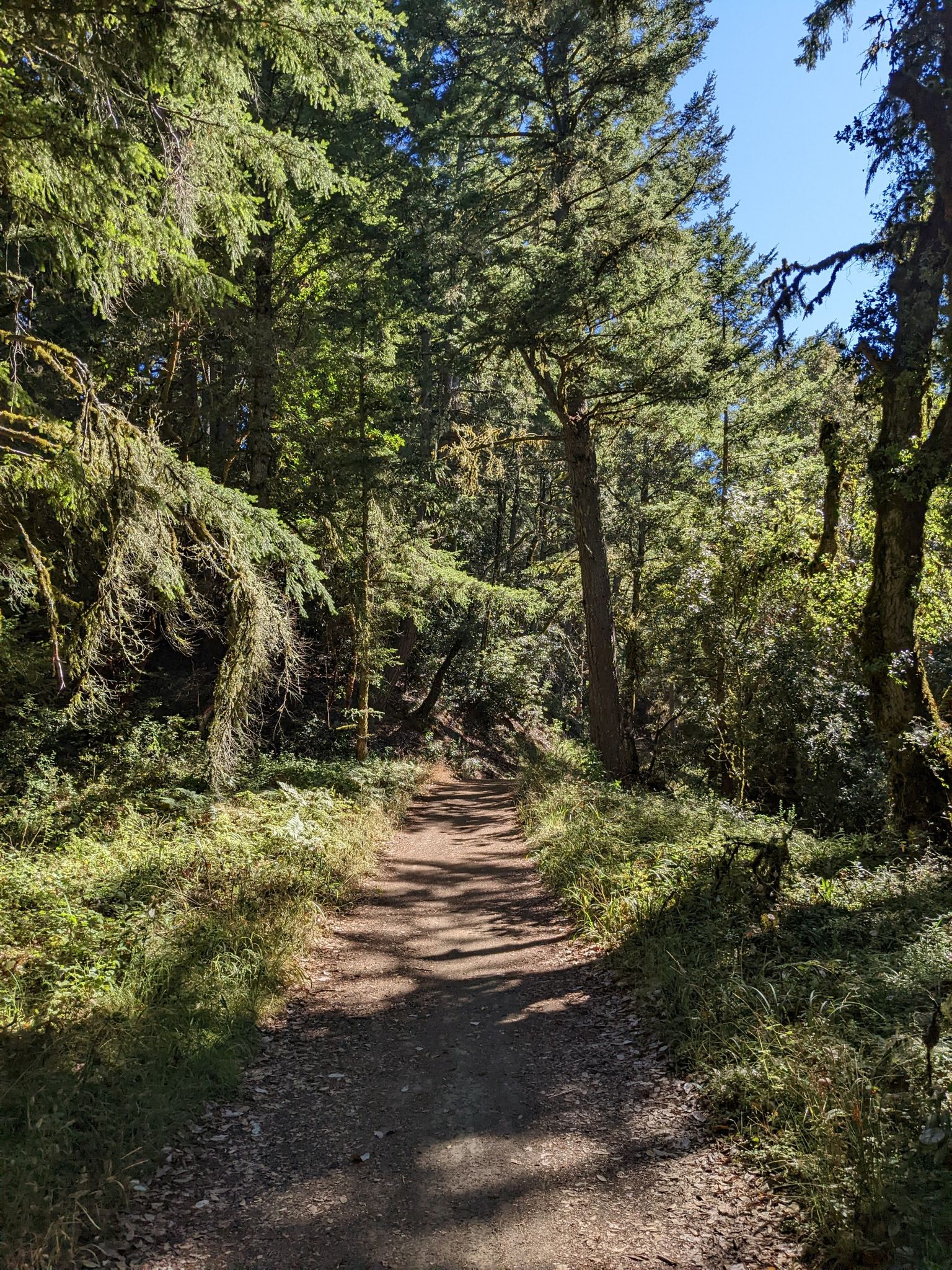 A sun-dappled dirt path winding through a dense, green forest. - Skeggs Point – Resolution Trail loop from Purisima Creek Redwoods Open Space Preserve