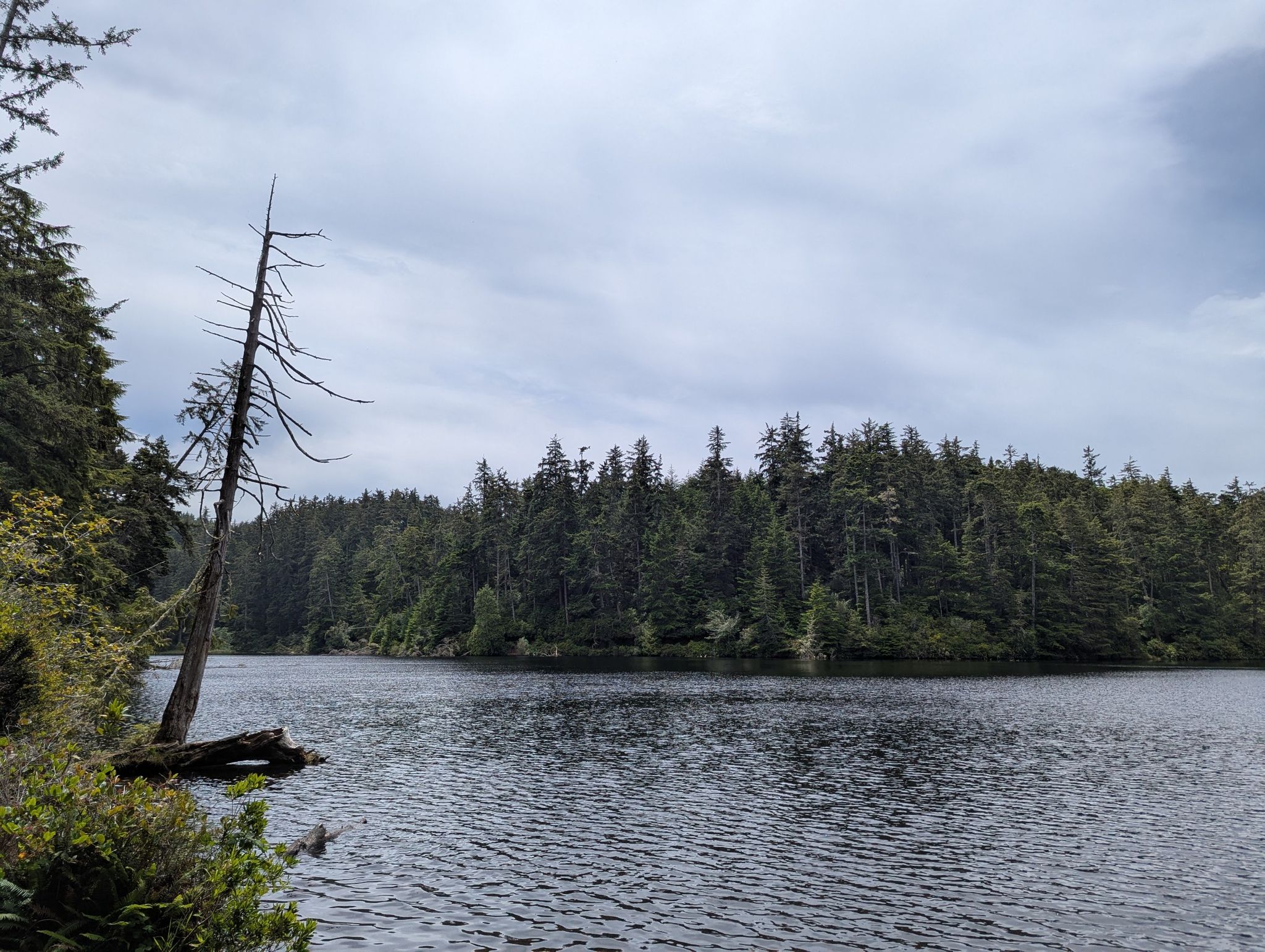 Overcast view of a calm lake with a dead tree and dense forest. - Lake Marie Trail