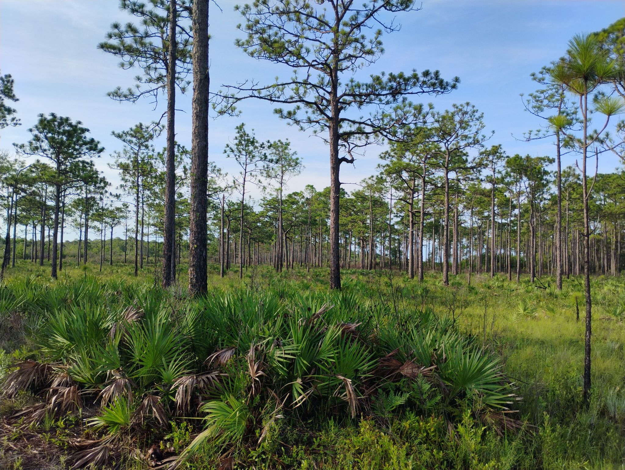 Dense pine forest with vibrant green palmetto plants covering the forest floor. - Timpoochee Trail – Bench With Lake View loop from Ace Hardware