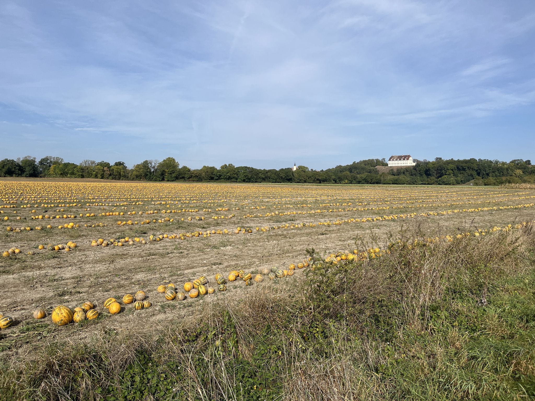 Kürbisse vor dem Schloss Stetteldorf