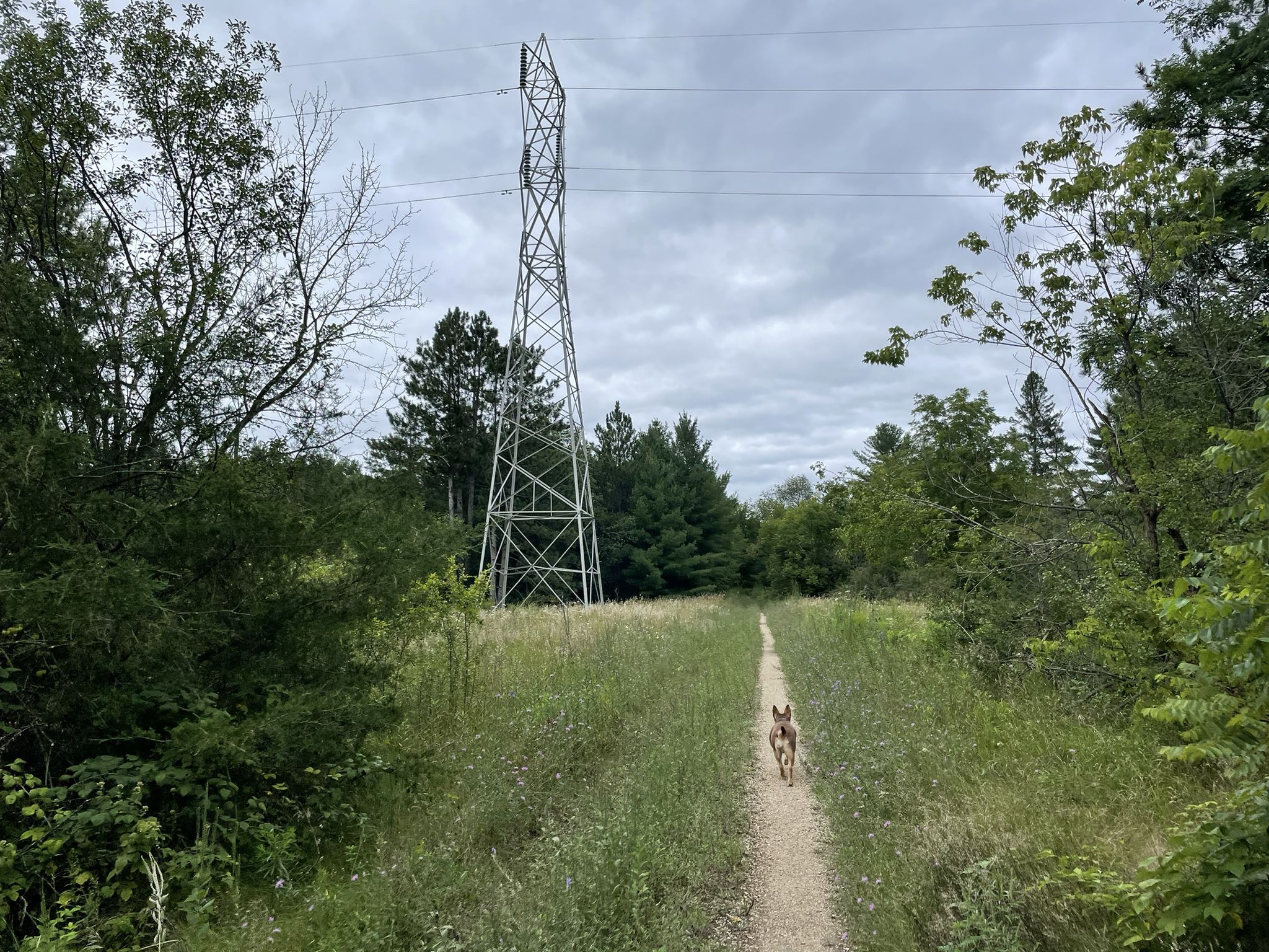 A dog walks on a dirt path through a grassy field with a power line tower. - Rainbow Springs Lake via Mukwonago River Trail