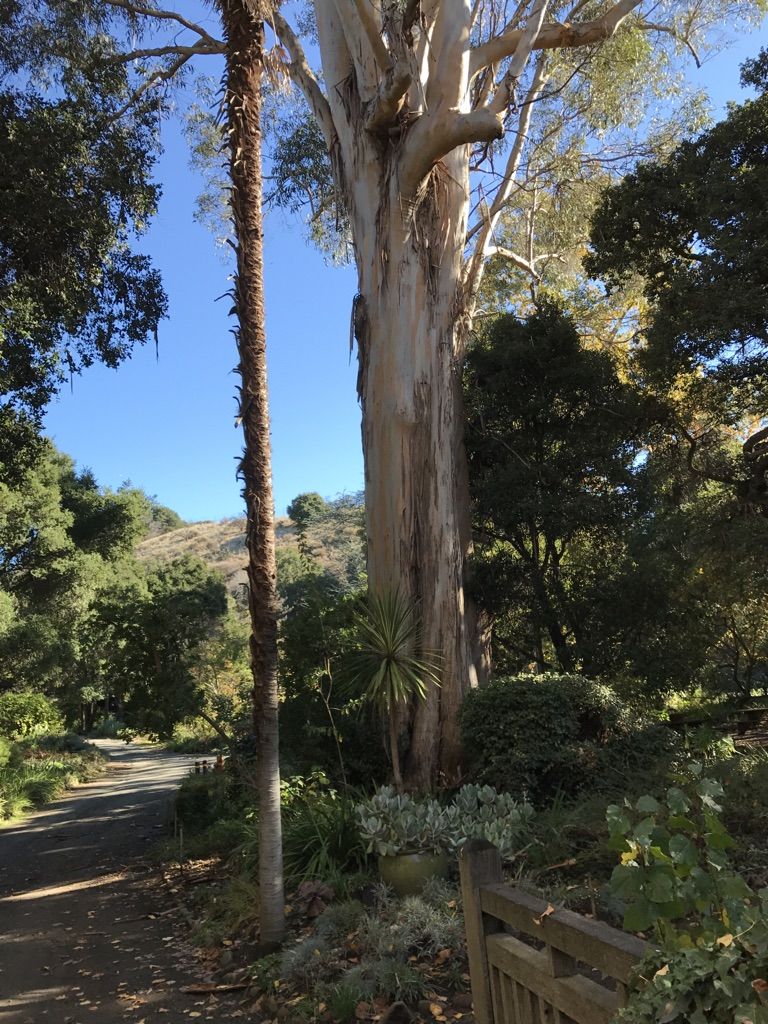 A tall eucalyptus tree and palm tree stand beside a path on a sunny day. - Pioneer Trail Loop