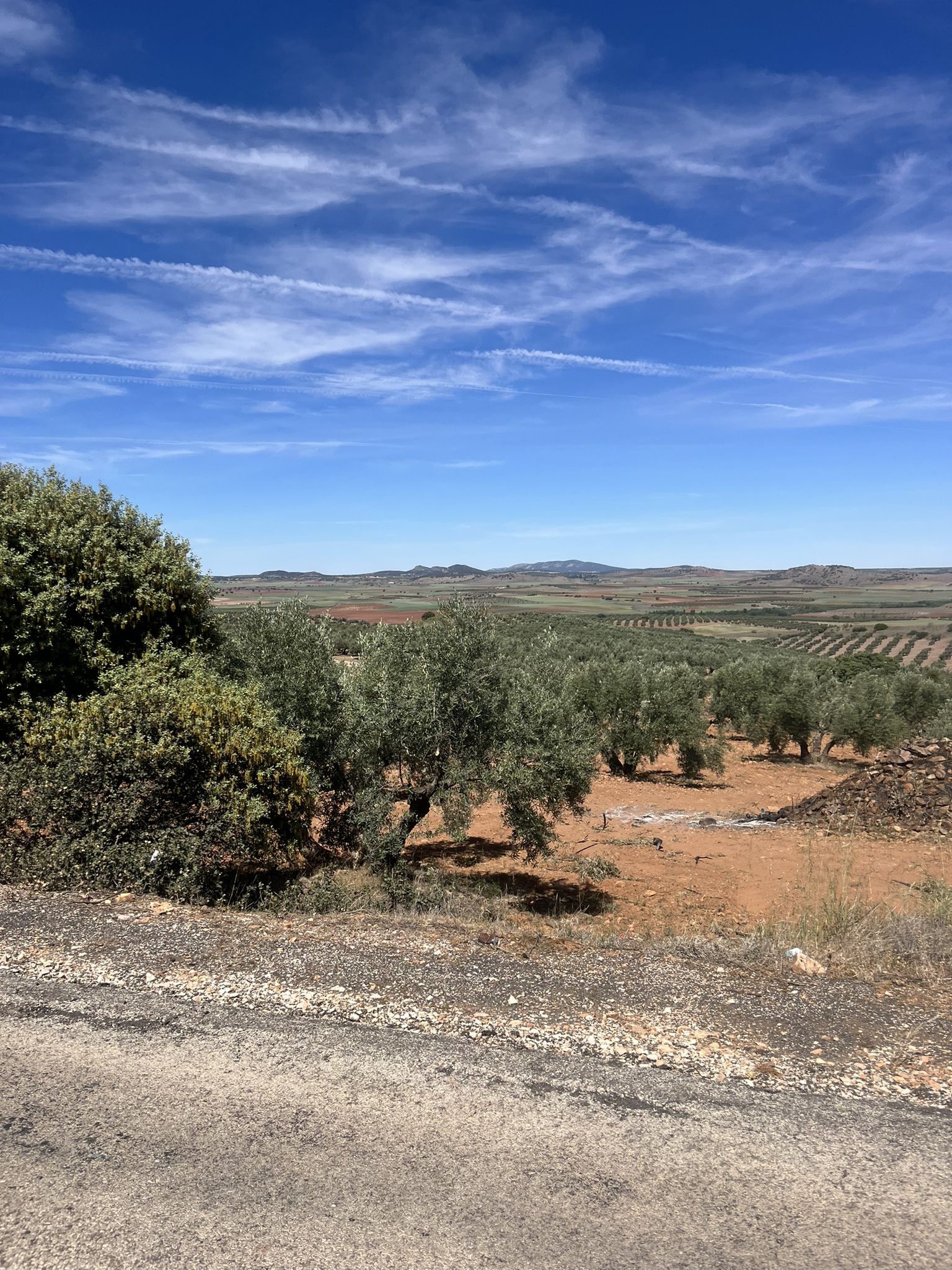 Champs d'oliviers dans la chaleur