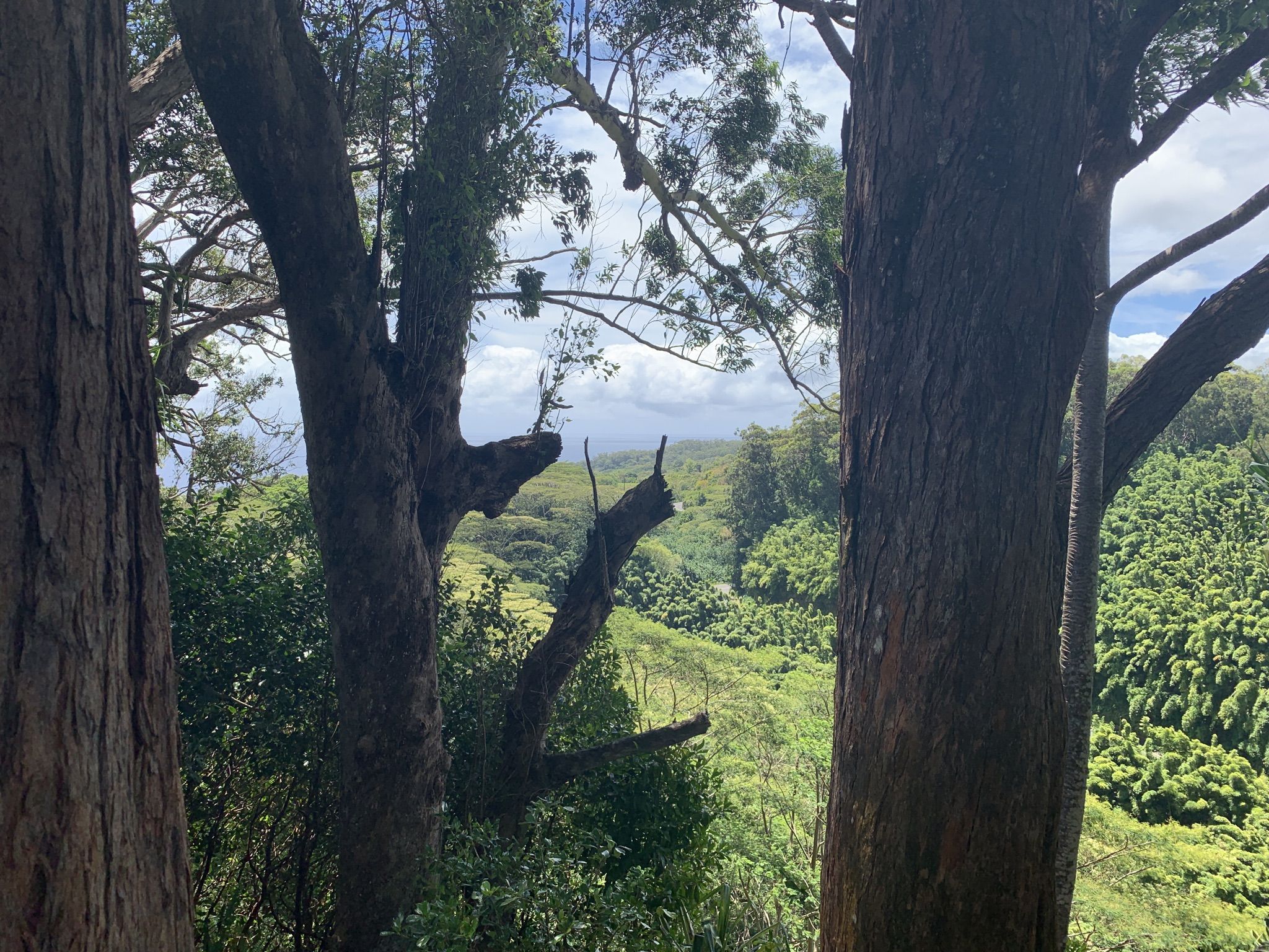 A view through large tree trunks reveals a dense green valley under a cloudy sky. - Waikamoi Ridge Trail