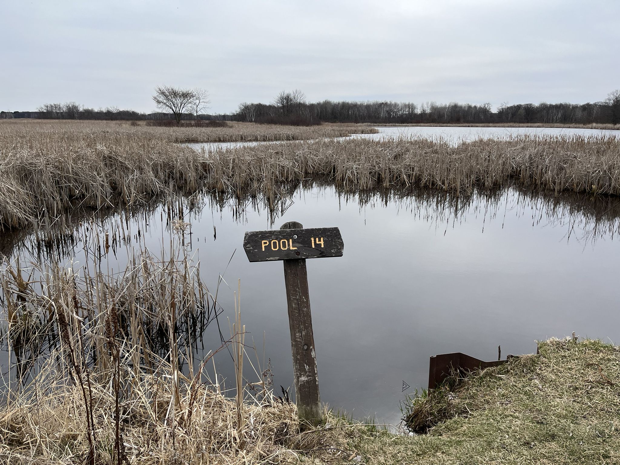 Wooden sign "POOL 14" by calm water and dry reeds under an overcast sky. - Carlos Avery WMA South Unit Loop