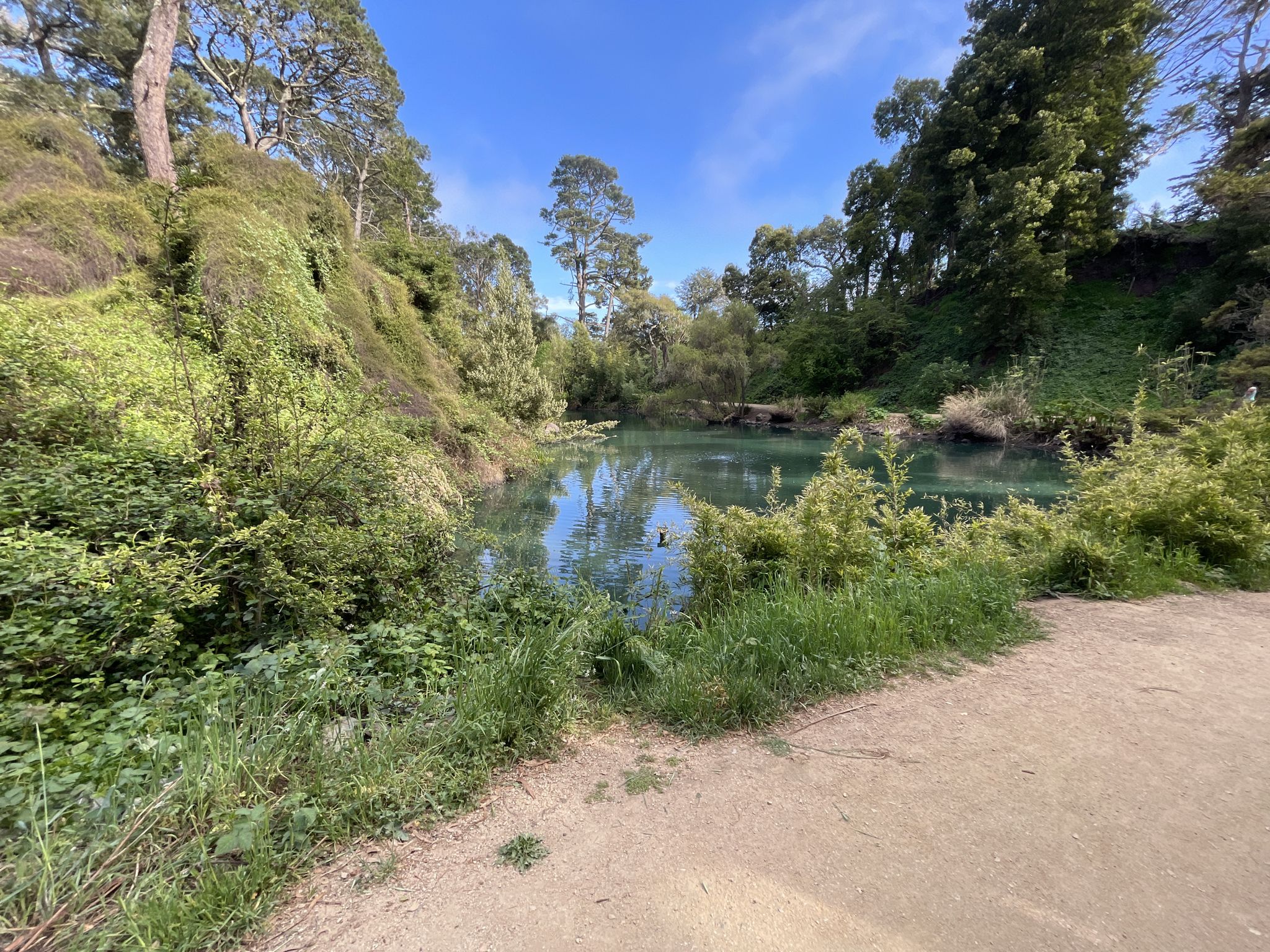 A tranquil pond surrounded by lush green trees and foliage on a sunny day. - Bay to Breakers Course Route