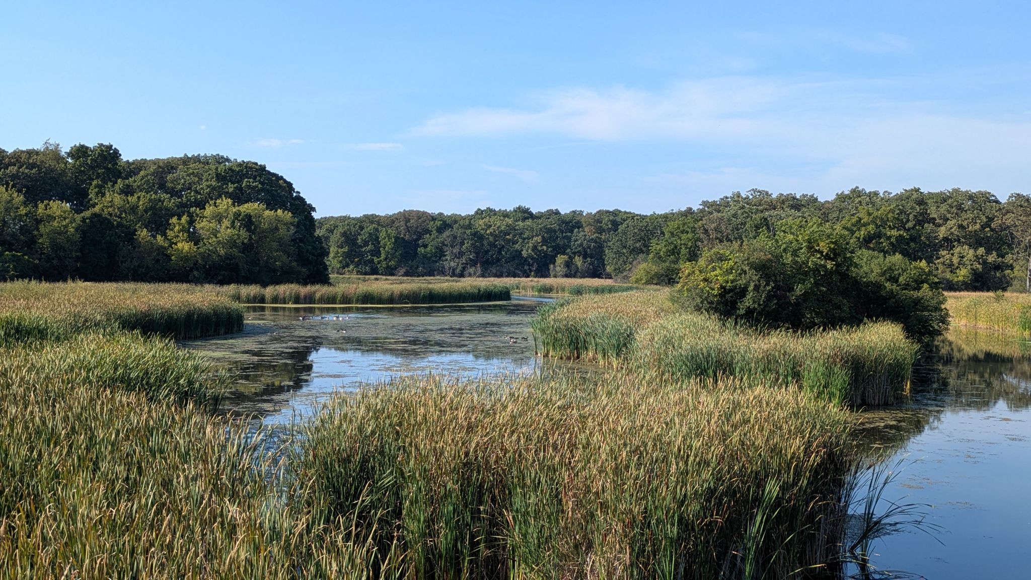 Sunny marshland with tall green reeds and calm water, dense forest background. - Busse Woods Red Loop Trail