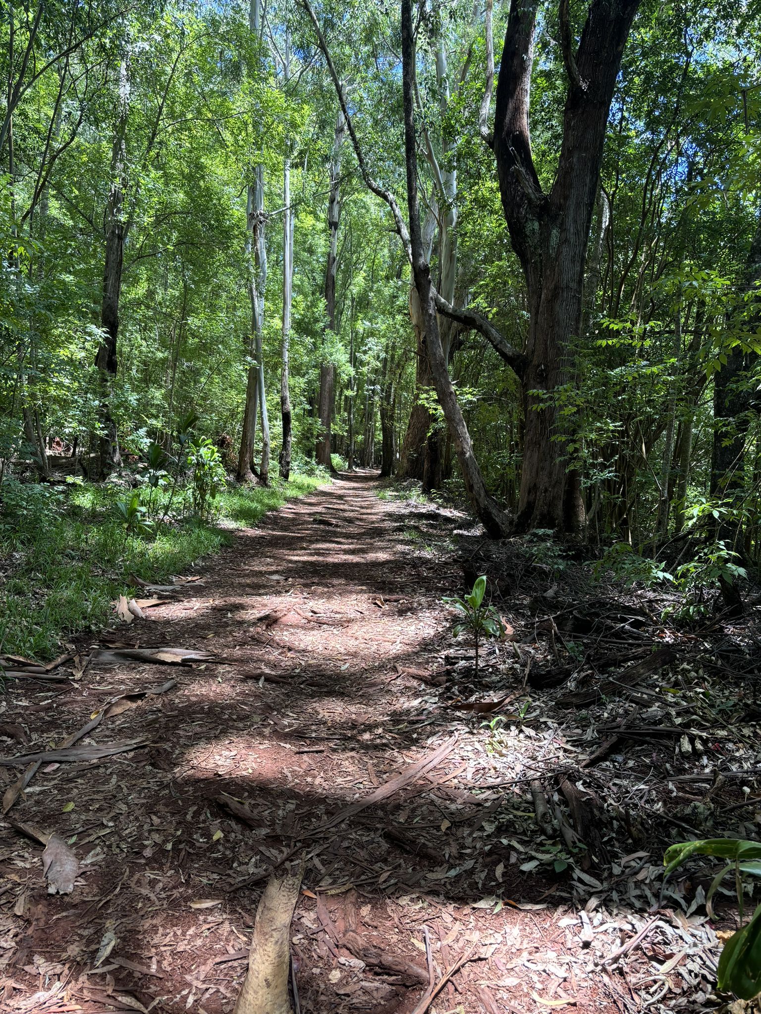 A narrow, sun-dappled dirt path winds through a vibrant, green forest. - Piiholo Reservoir loop from Piiholo Reservoir