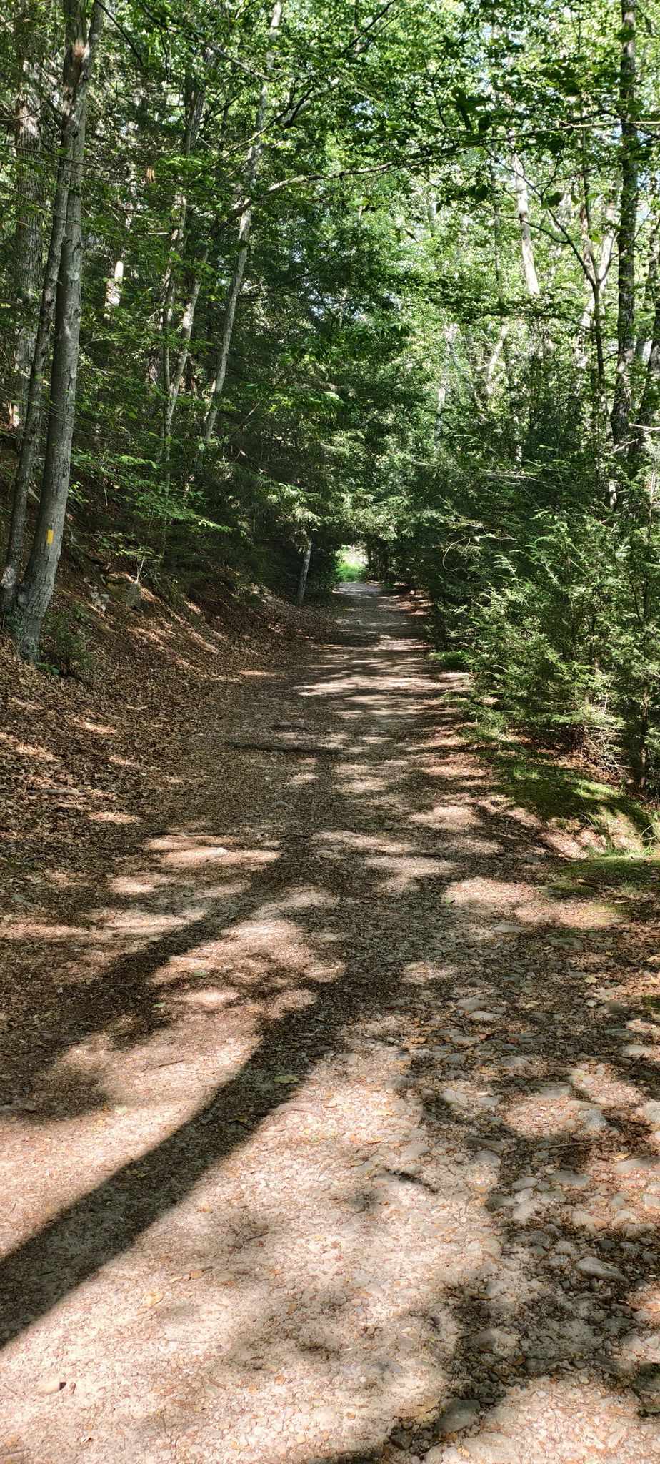 Sunlit dirt path winding through a dense, shady forest. - Sand Spring Lake loop from Hickory Run State Park