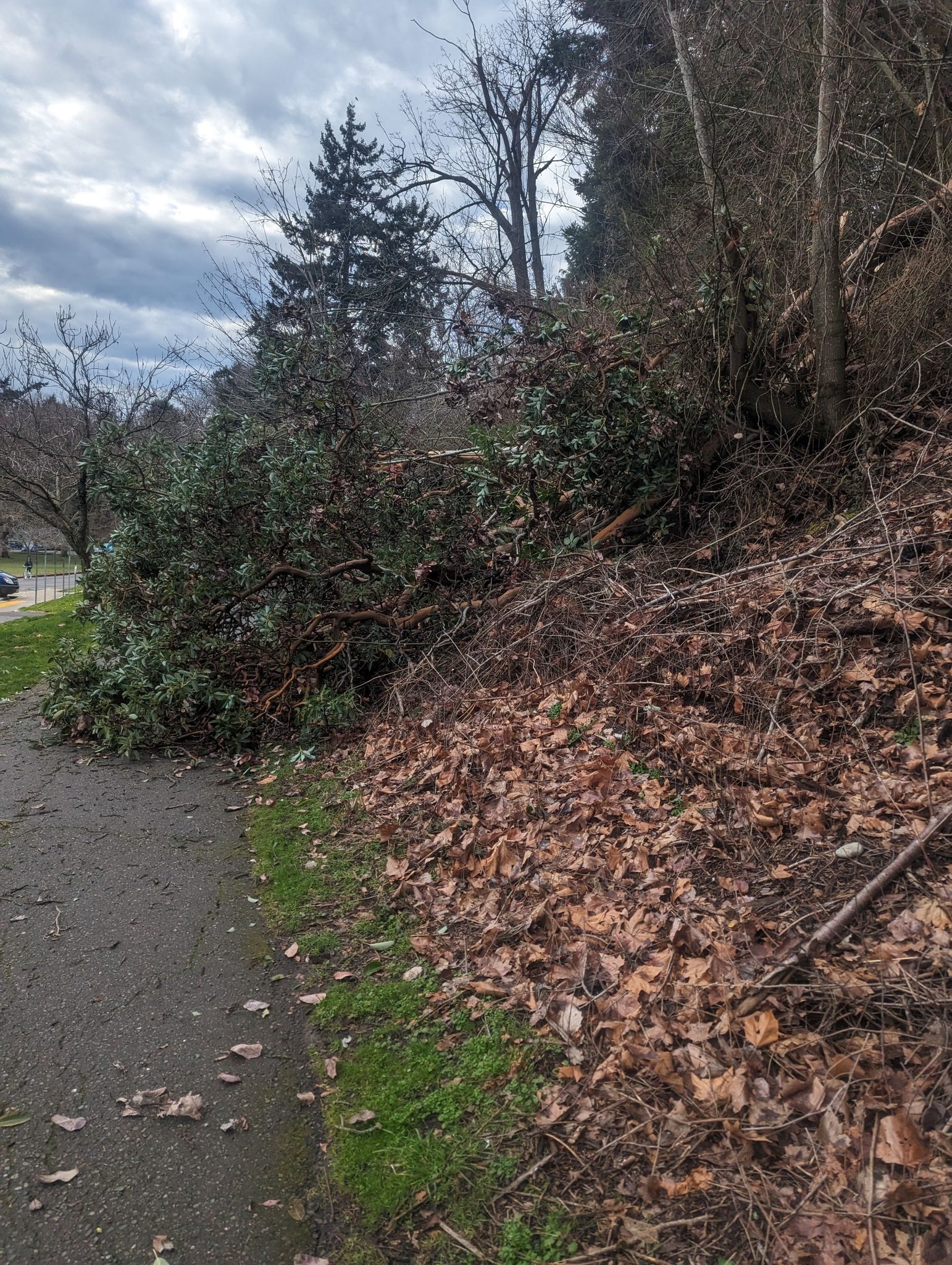 A path next to a steep bank covered in fallen leaves and brush. - Seward Park Loop Trail