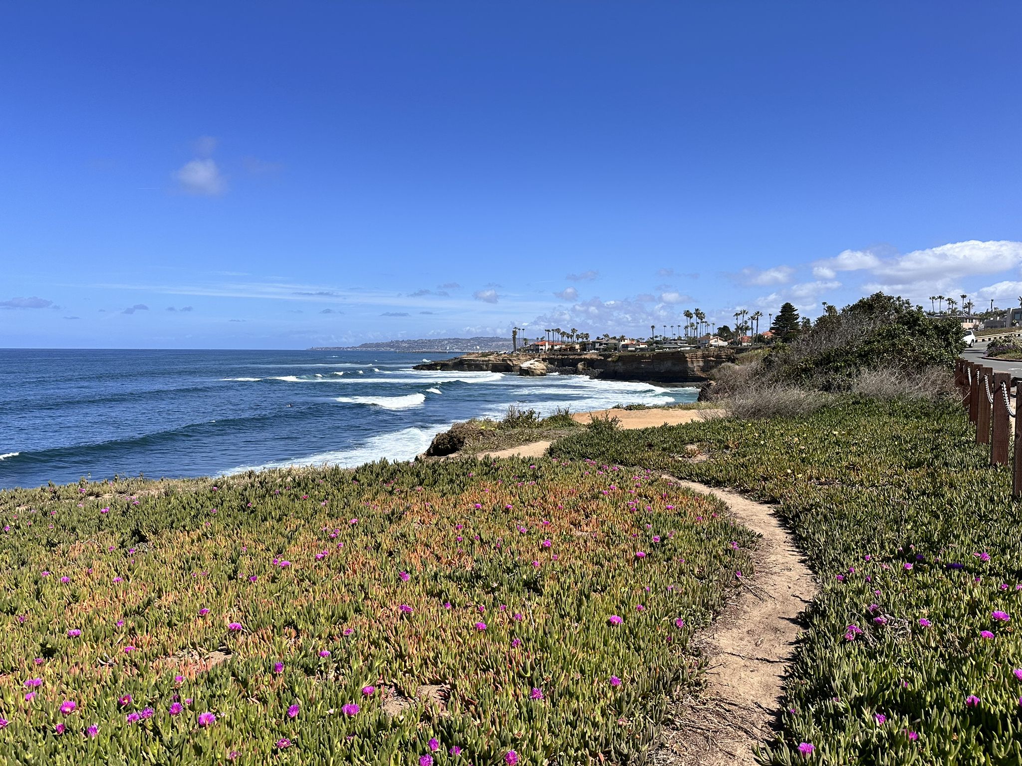 A dirt path winds through vibrant coastal vegetation overlooking the ocean. - Sunset Cliffs Coastal Trail