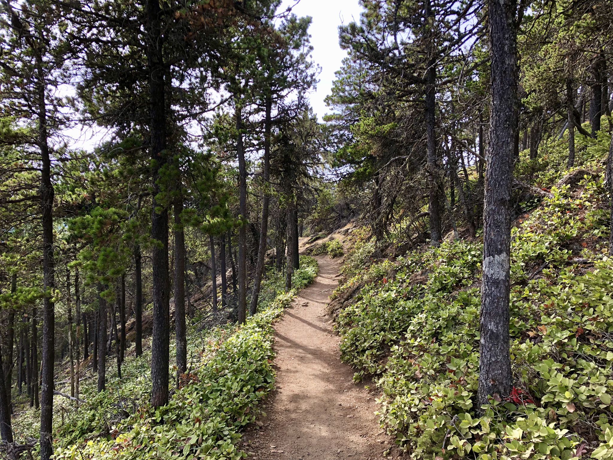 Narrow dirt trail winding through a dense, sun-dappled pine forest. - Mount Constitution, Little Summit via Cold Springs, North Boundary Loop