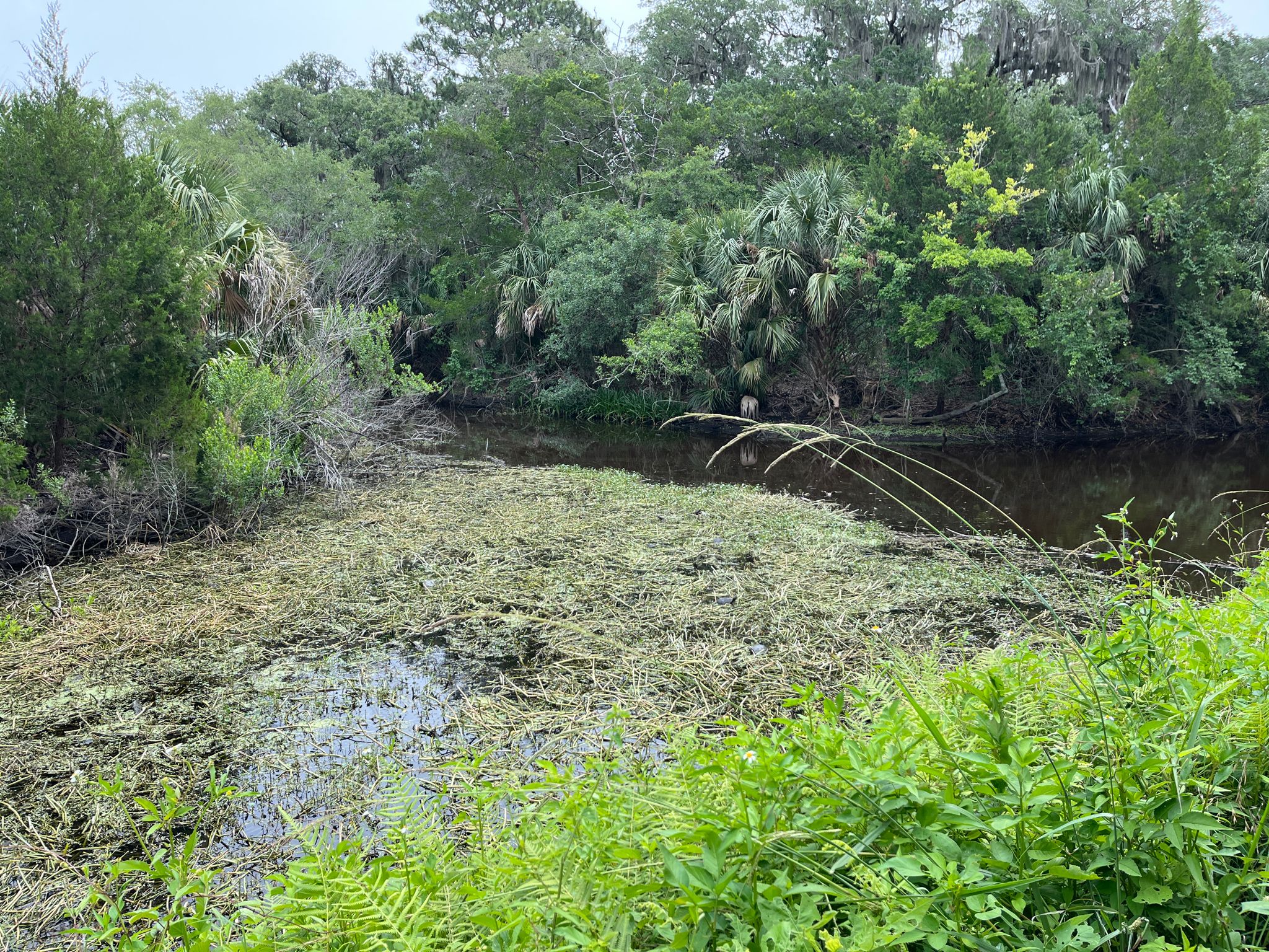 Overgrown pond with dense green vegetation, surrounded by lush forest. - Running loop from Amelia Island Light