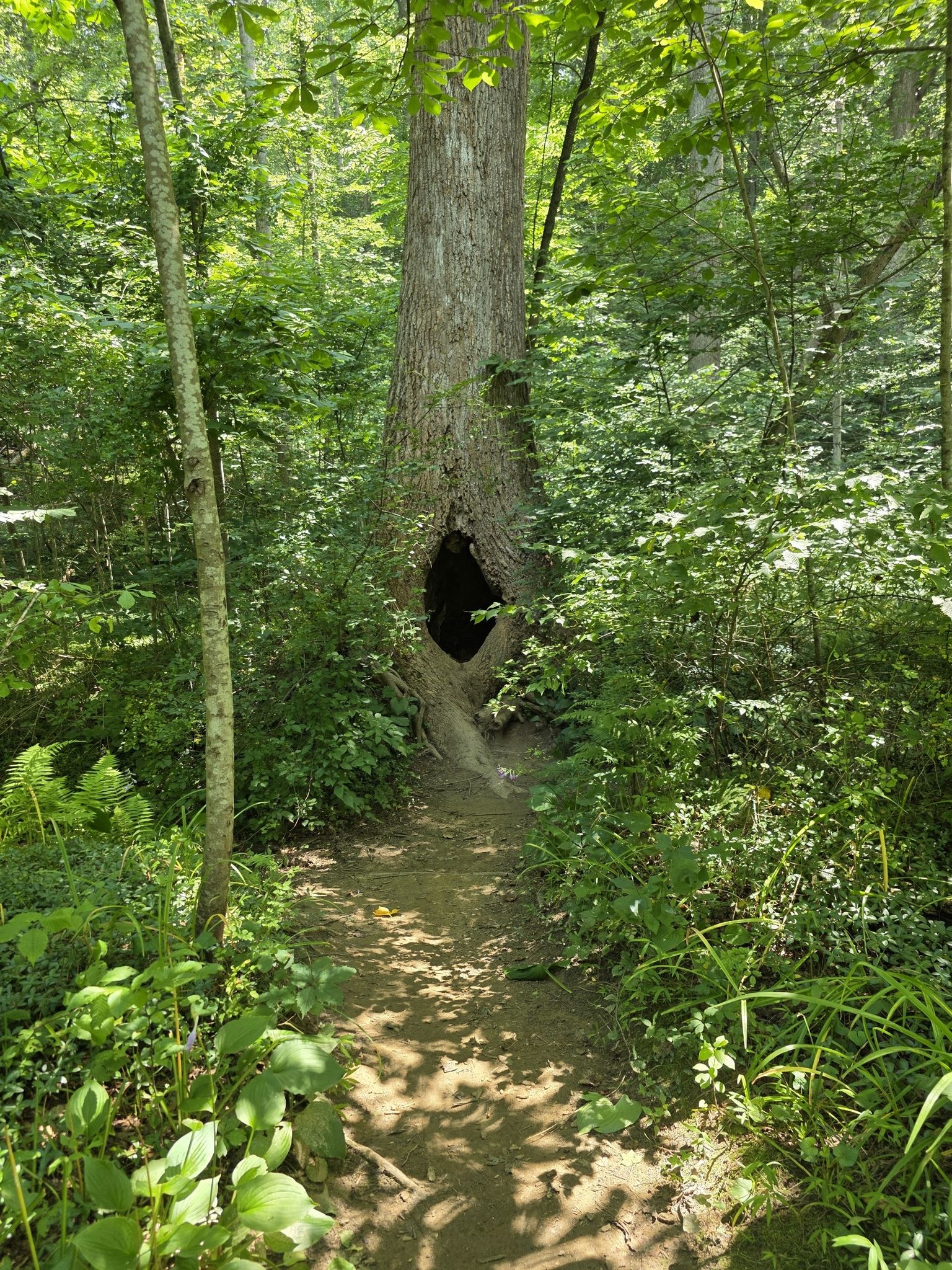 tree hollow