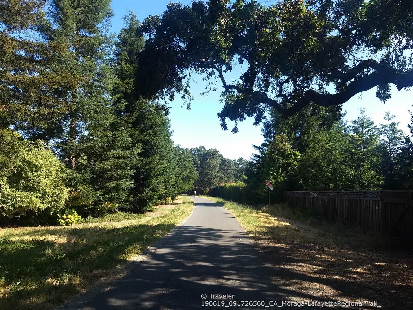 Paved path through a forest of tall trees, bright sunlight. - Lafayette – Lafayette Plaza Park 🌳 loop from Painted Rock