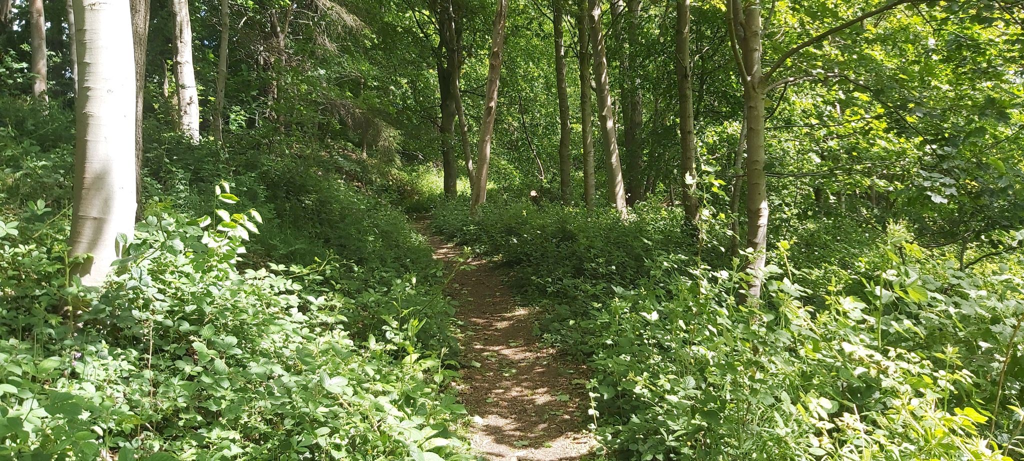 Woodland path