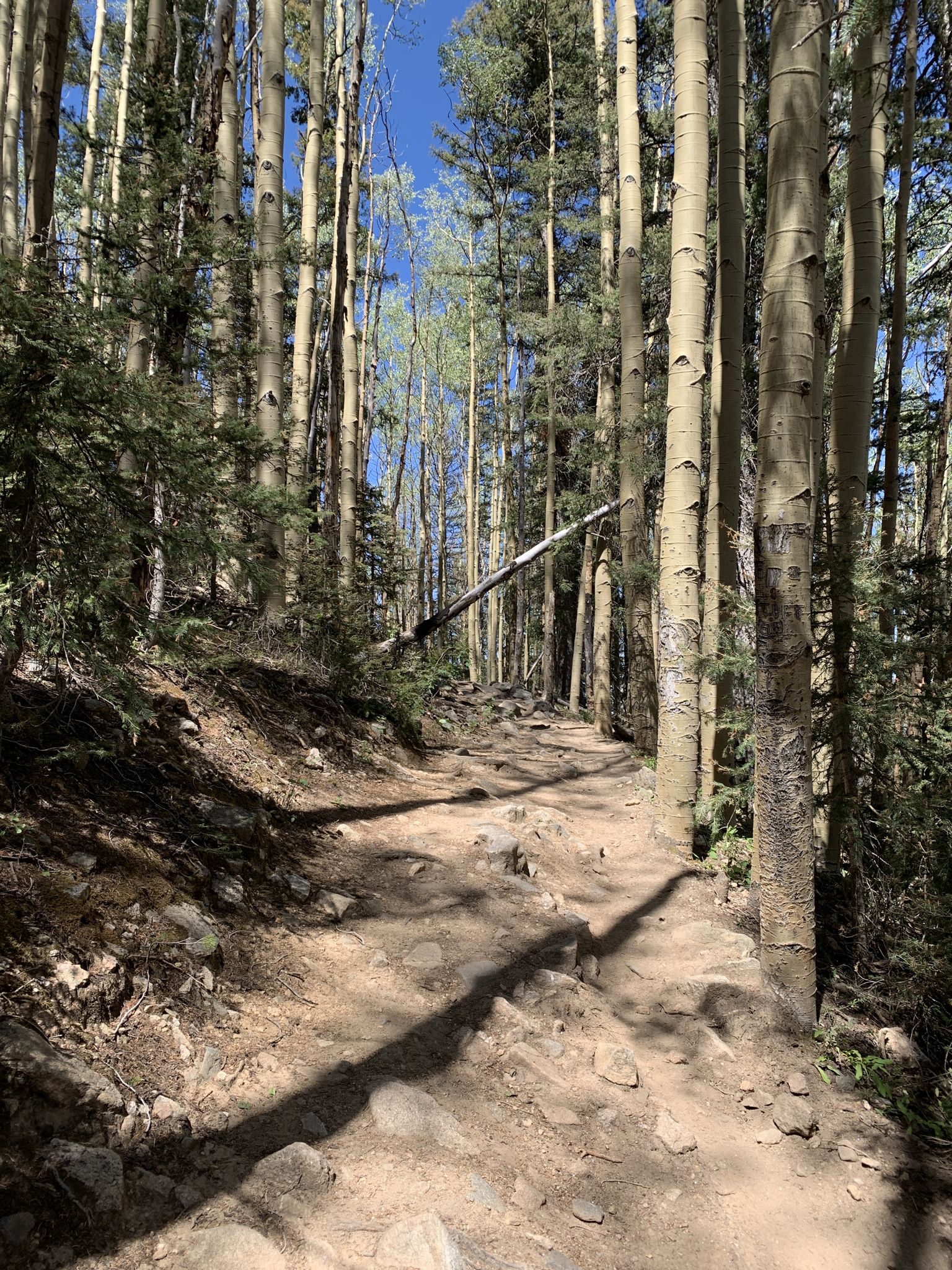 A rocky dirt path winds through a sunlit forest of aspens and pines. - Lake Katherine via Winsor Trail