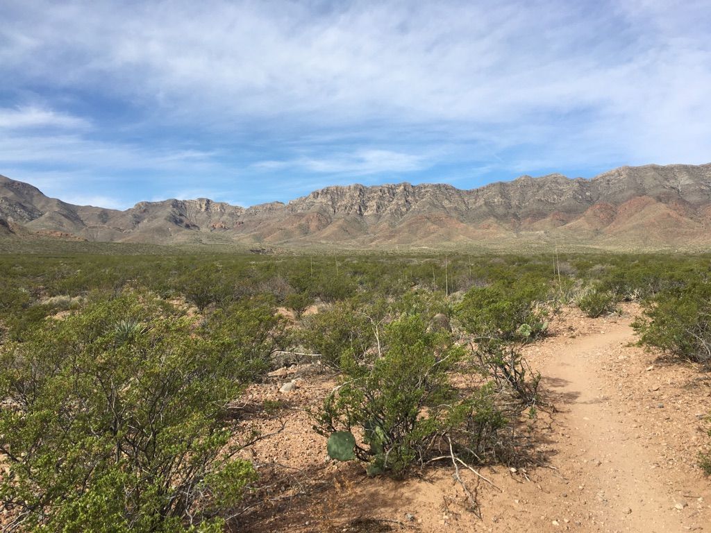 Desert path winds through scrub brush towards rugged mountains under a blue sky. - Lazy Cow Trail – Lazy Cow Trail loop from North Hills Crossing