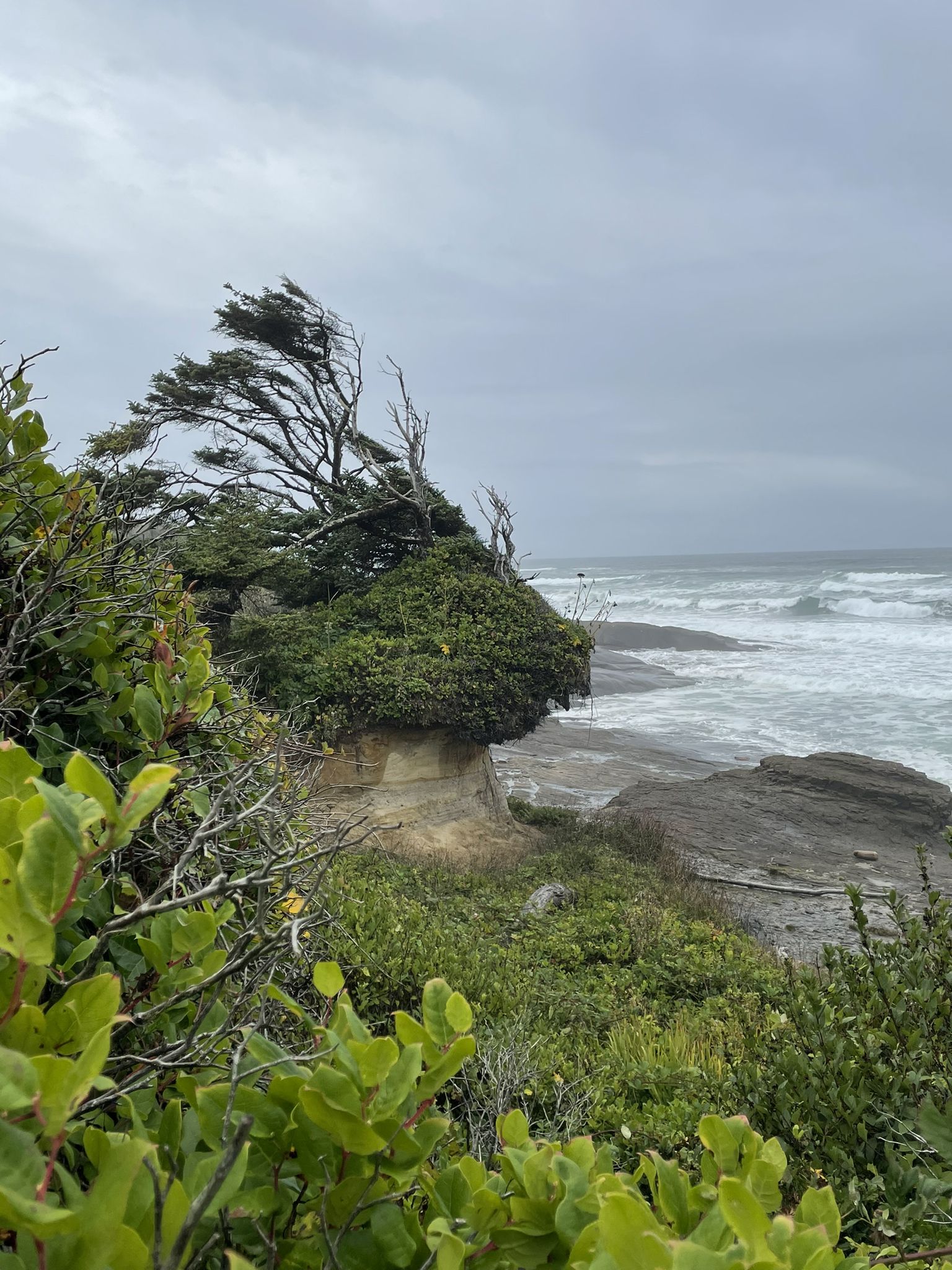 Windswept tree on a rocky cliff overlooking a stormy ocean under gray skies. - Oregon Coast Trail 804