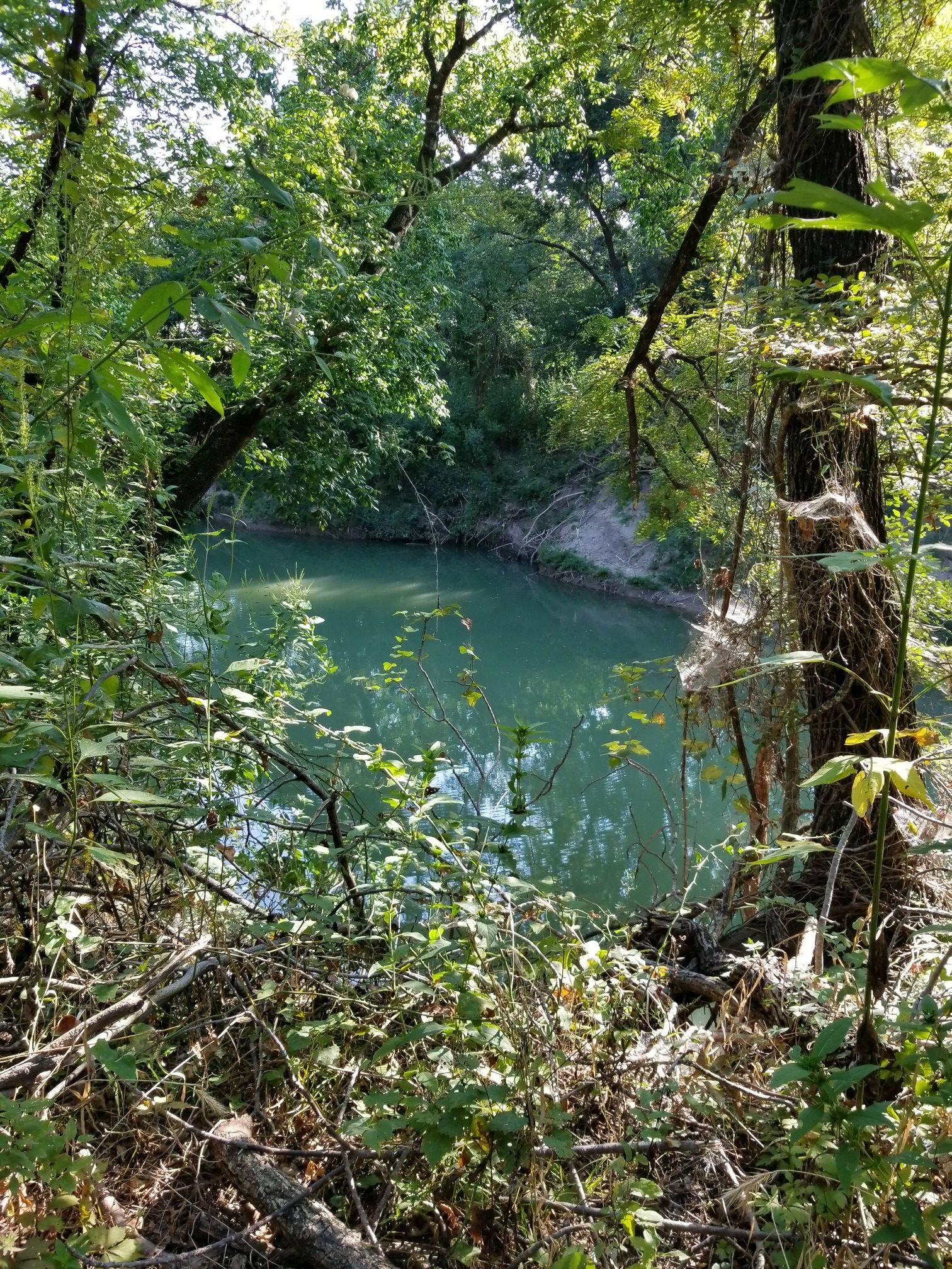 Green water surrounded by dense forest foliage with dappled sunlight. - Rowlett Creek Trail loop