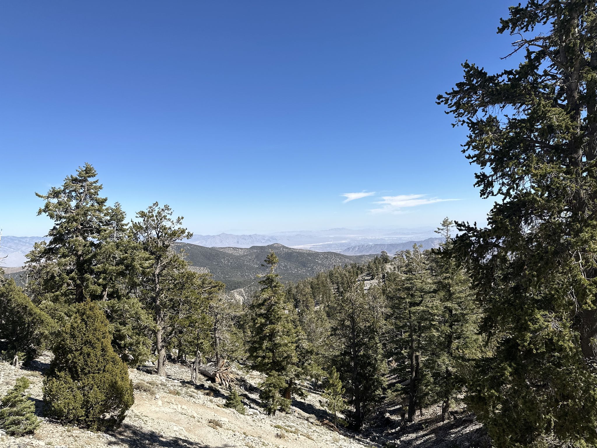 Mountain vista with pine trees in the foreground under a clear blue sky. - Mummy Mountain via Mummy Spring Trail