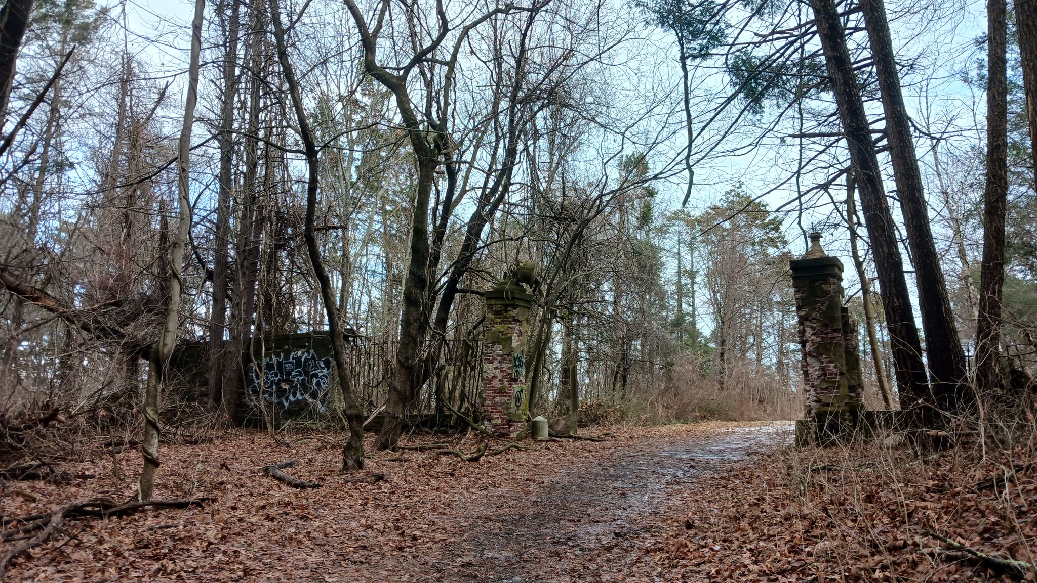 Overcast forest path with bare trees and old stone pillars in autumn. - J.C. Phillips Preserve Loop