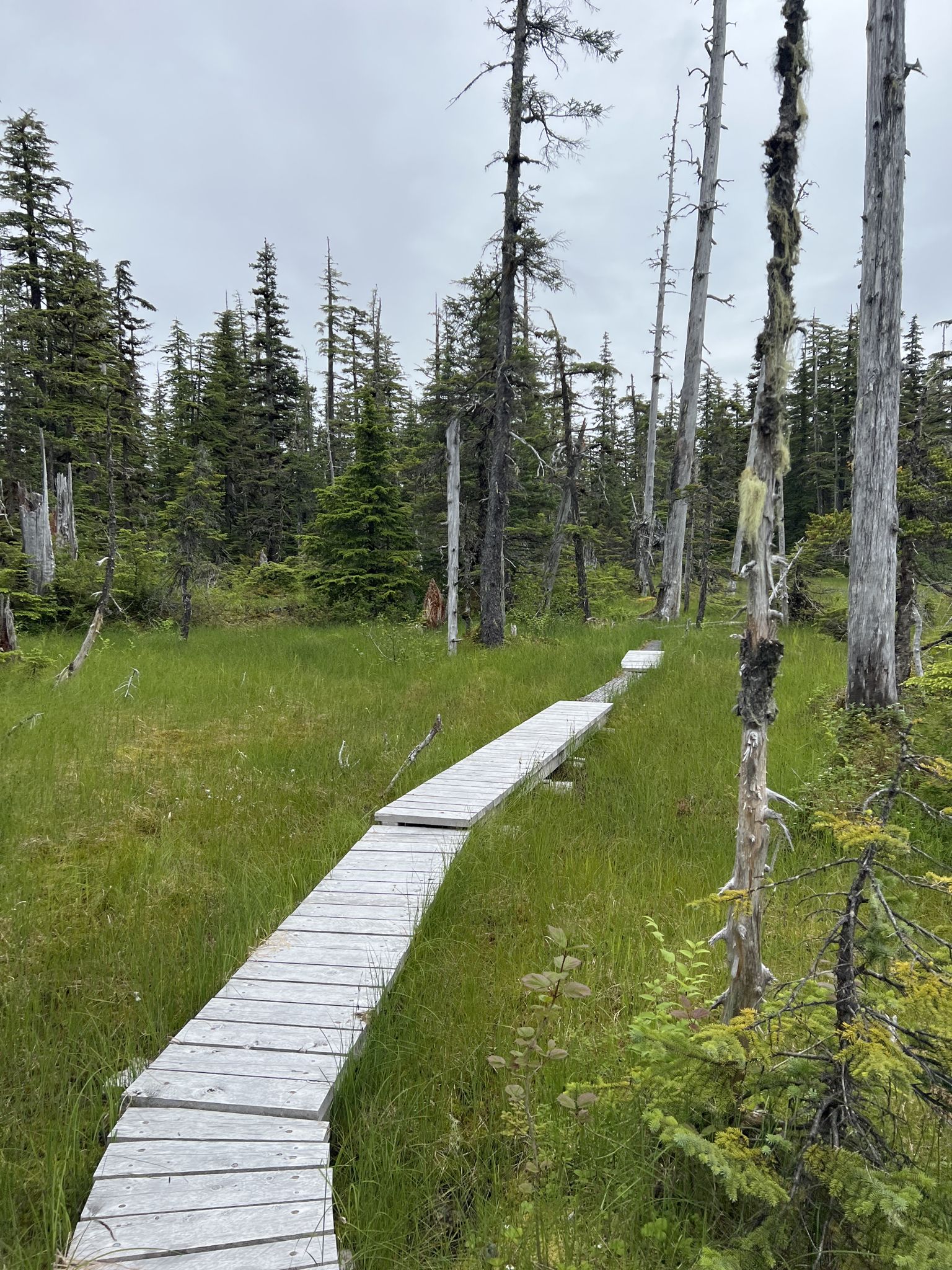 Wooden boardwalk through a grassy, forested wetland under an overcast sky. - Situk Lake Trail