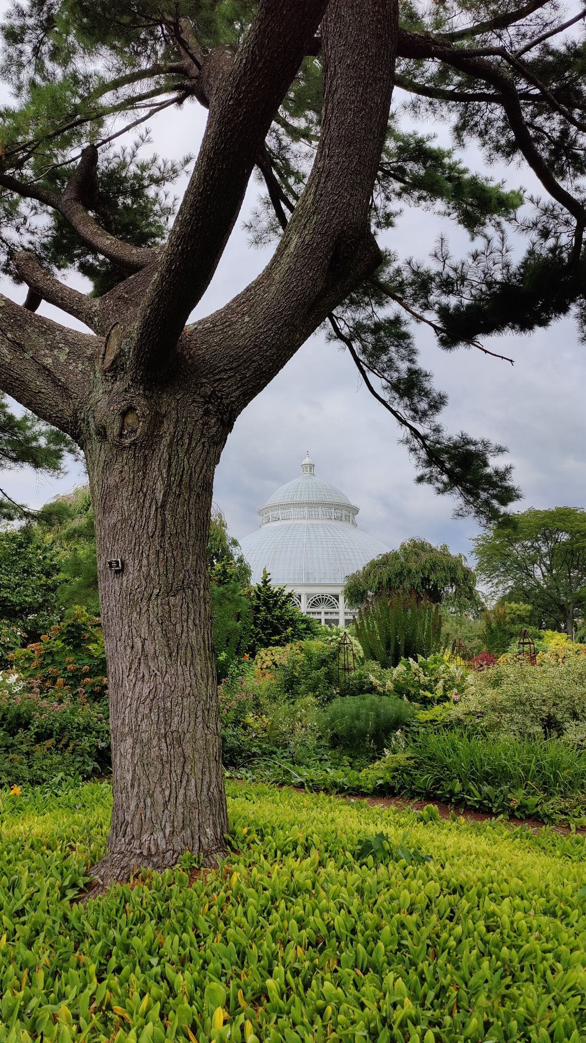 Large tree trunk frames a white domed building under an overcast sky. - New York Botanical Gardens loop