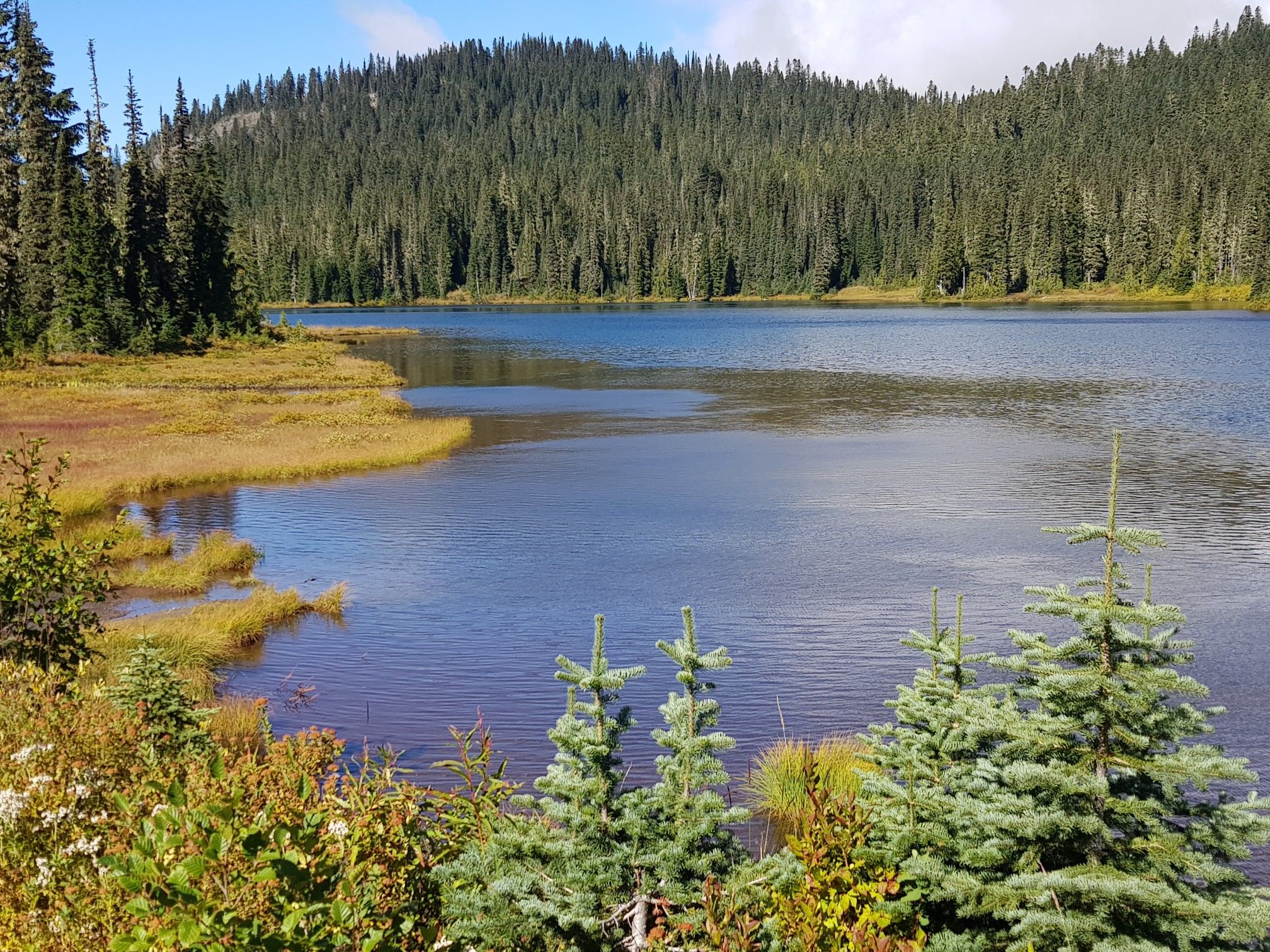 Calm lake surrounded by green and golden marsh, dense forest. - Castle Traverse
