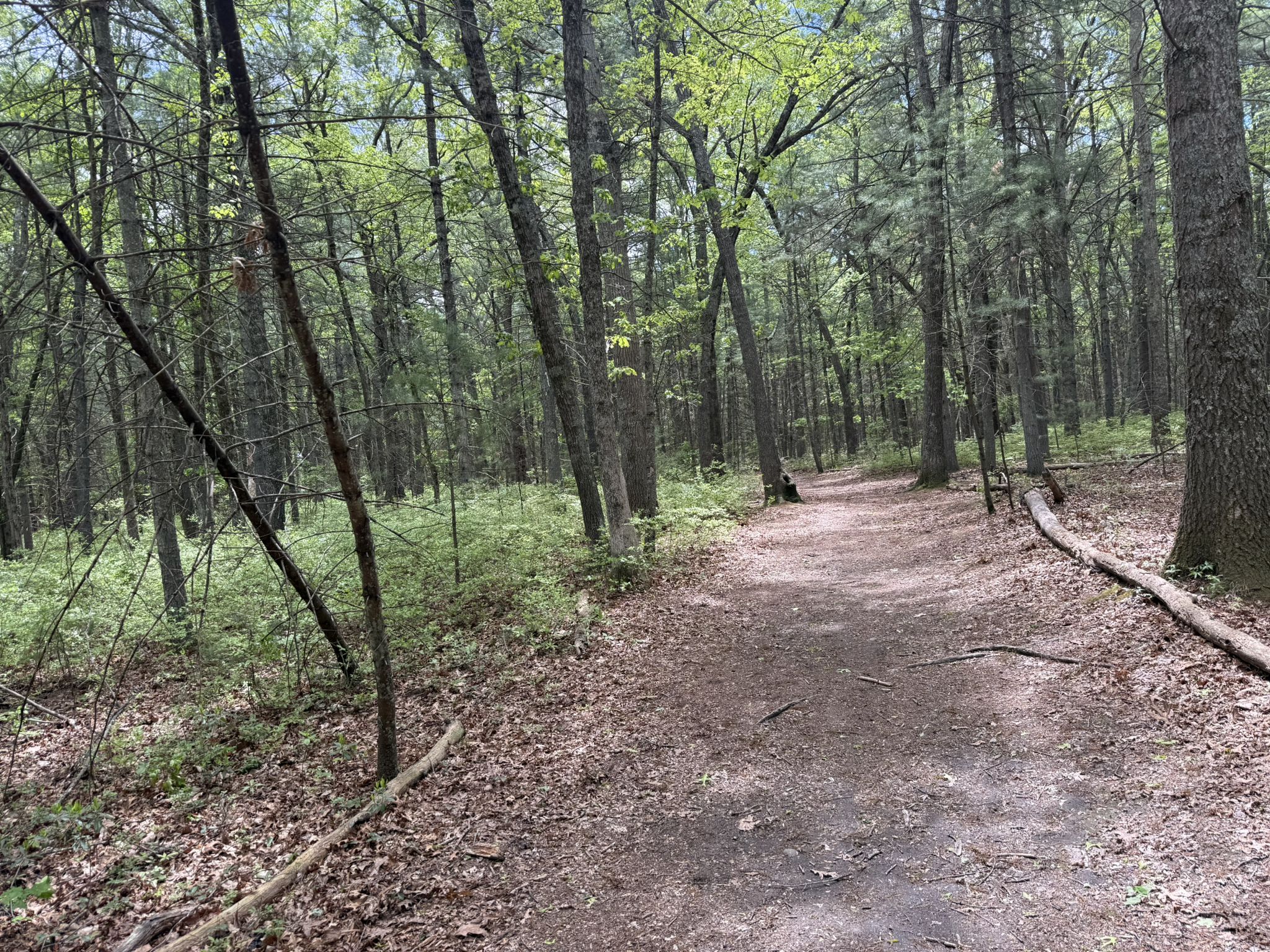 A winding dirt path through a sunlit forest with green trees. - Peninsula, Pipeline, West and East Bog Loop