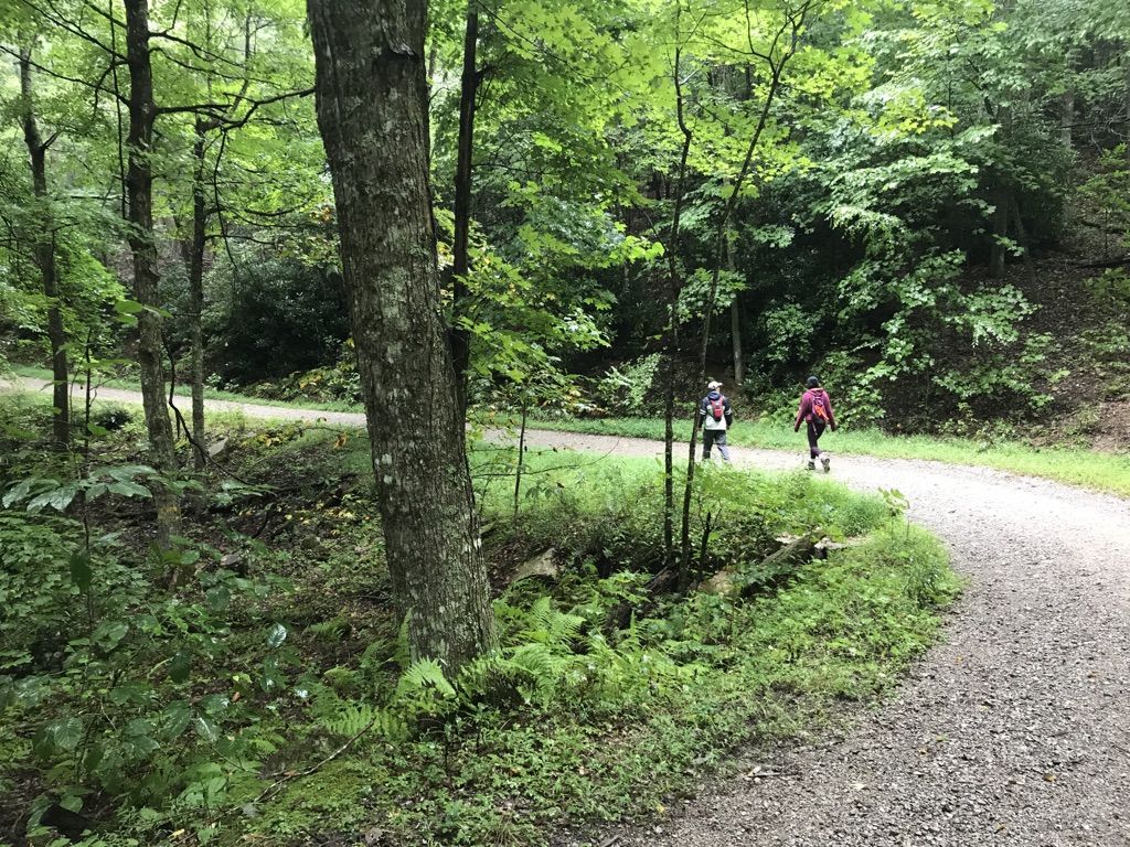 Two people walk on a gravel path through a lush green forest. - Middle Knob loop from Hayters Gap