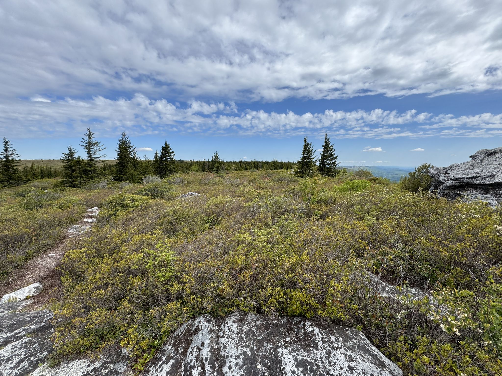 Expansive landscape with low green bushes, scattered pines, under a bright cloudy sky. - Bear Rocks Loop