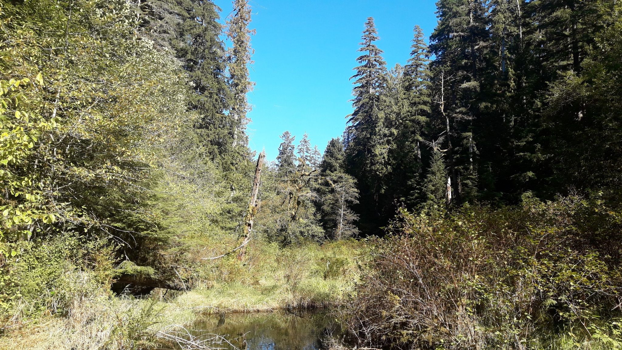 Sunny forest scene with a small pond surrounded by lush trees. - Irely Lake Trail