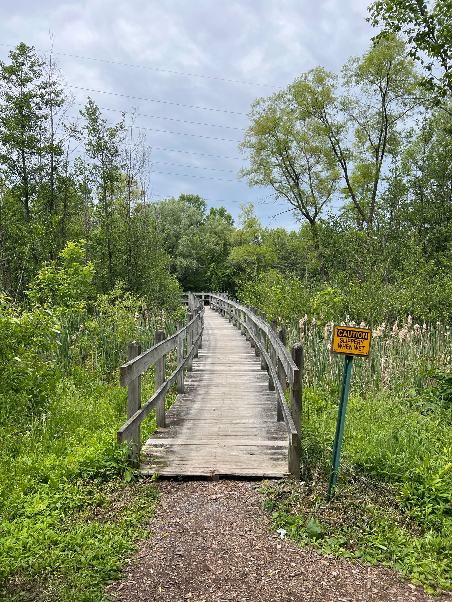Curved wooden boardwalk through lush green wetlands under an overcast sky. - Wilson Trail, Sapsucker Woods – Boardwalk to the Pond loop from Northeast Ithaca
