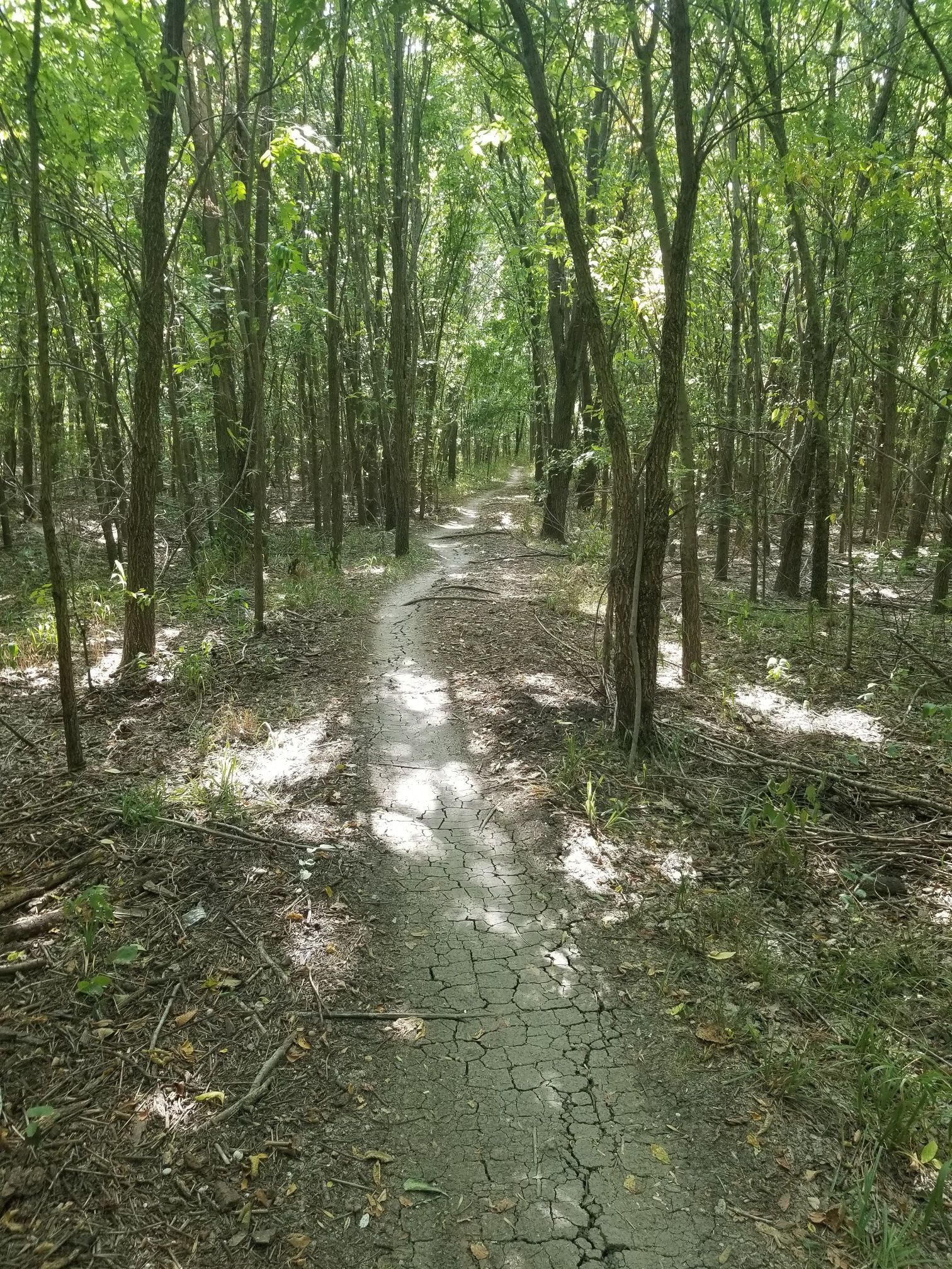 Narrow dirt path through a dense, sunlit forest with tall trees. - Rowlett Creek Trail loop from Rivercrest Branch Greenbelt Park
