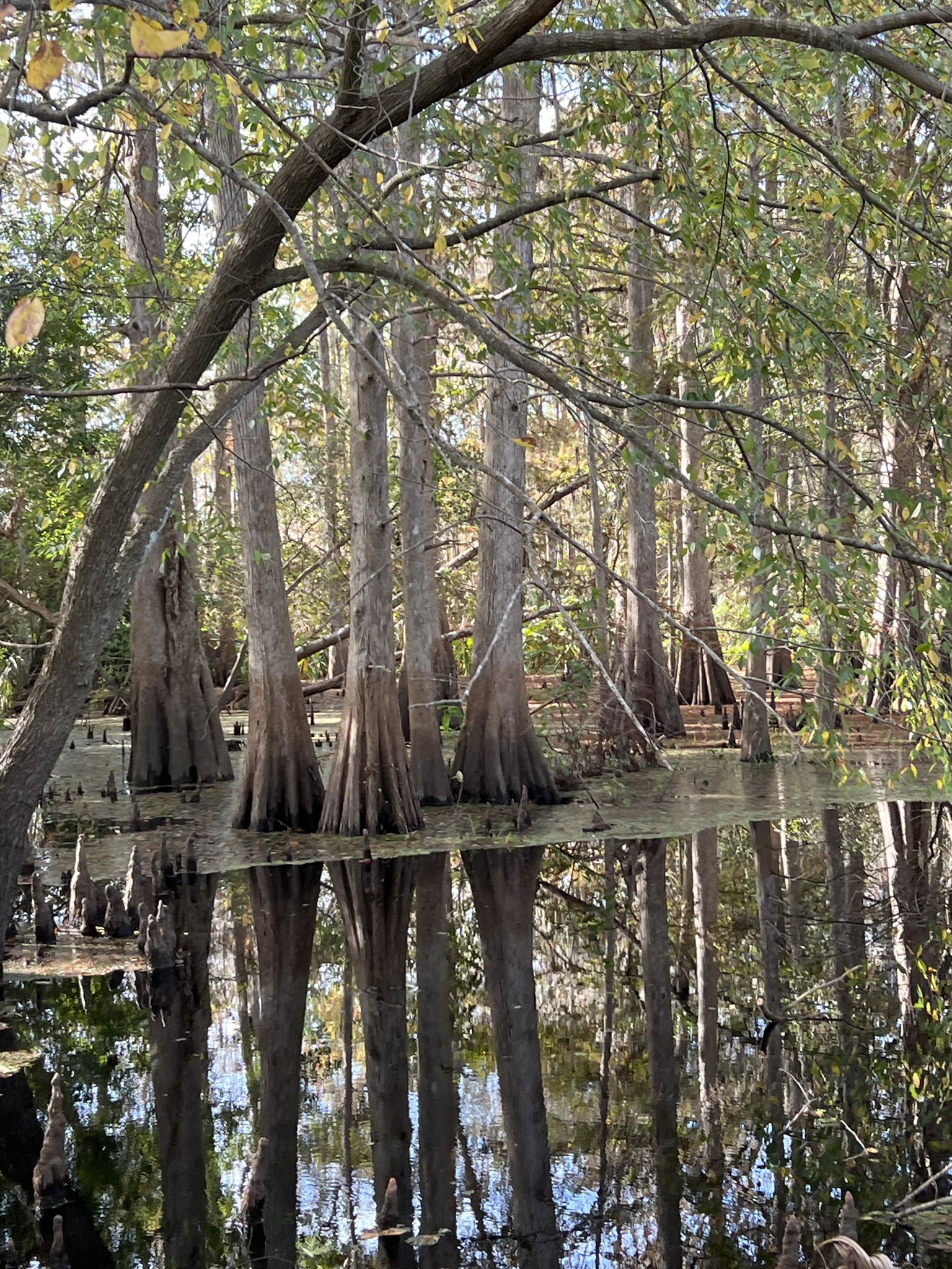 Cypress trees reflected in still swamp water on a sunny day. - Black Bear Wilderness Area loop from Astor Farms