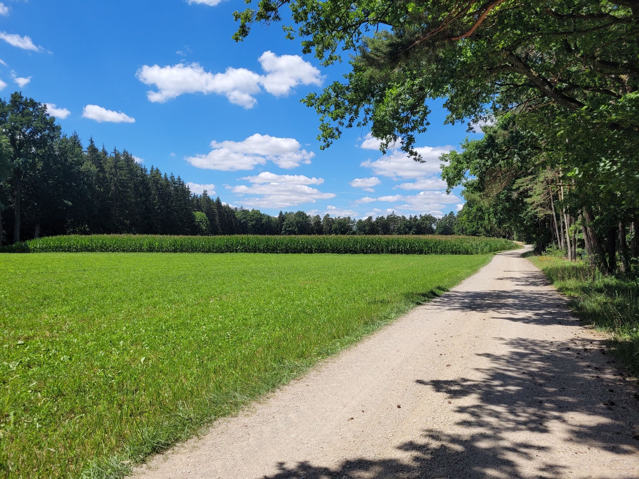 zwischen den Wälder