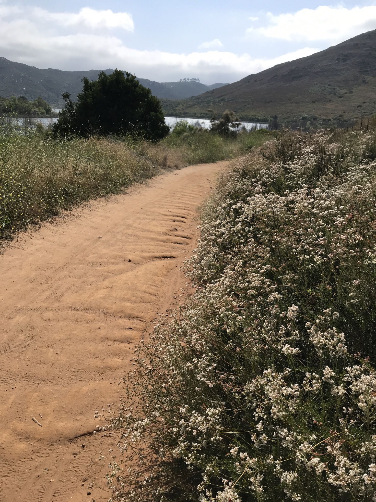 A dirt path winds past white wildflowers with a lake in the distance. - Bernardo Mountain Summit Trail