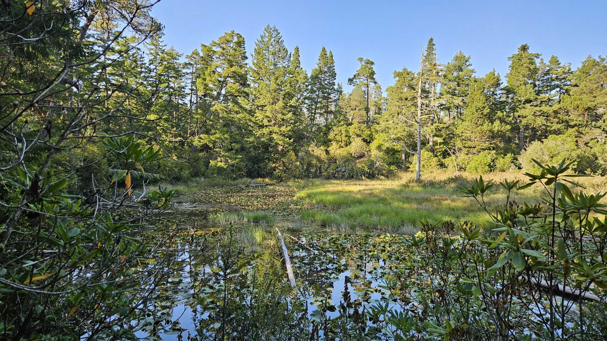 A sunlit pond with lily pads surrounded by a vibrant green forest. - John Dellenback Dunes Trail loop from Tenmile