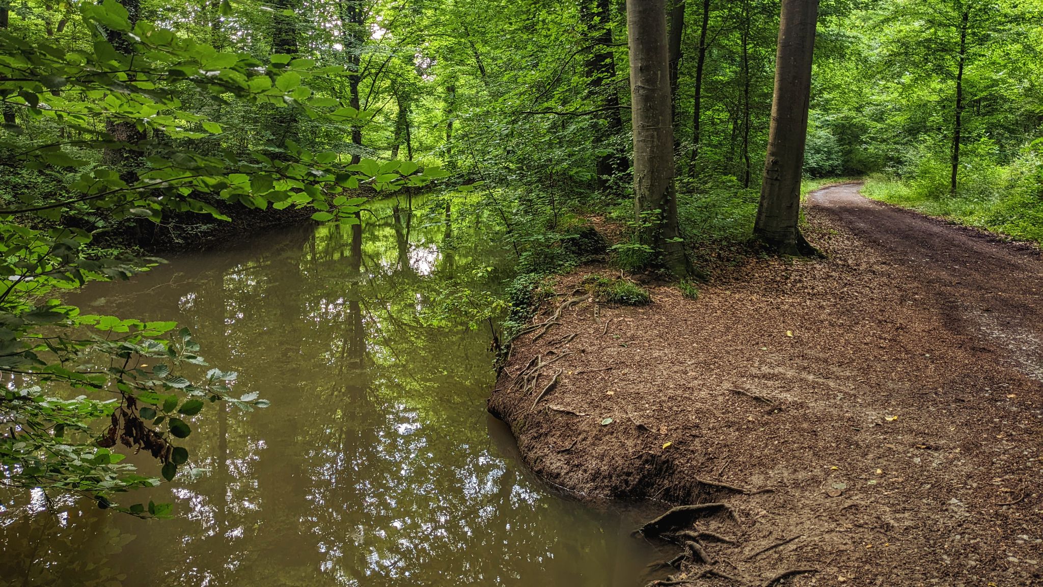 Schöner Waldweg entlang der Pfinz-Heglach von Friedrichstal Richtung  Graben-Neudorf
