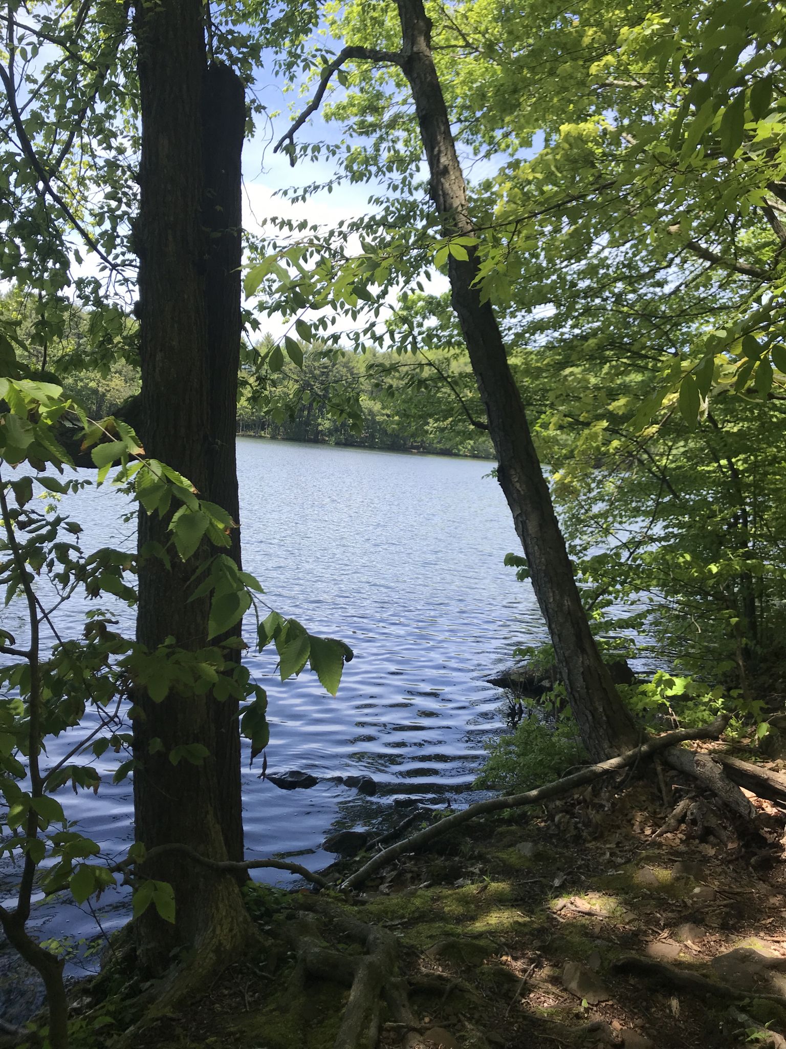 Sunny view of a calm lake through trees, with a forested shoreline. - White Trail