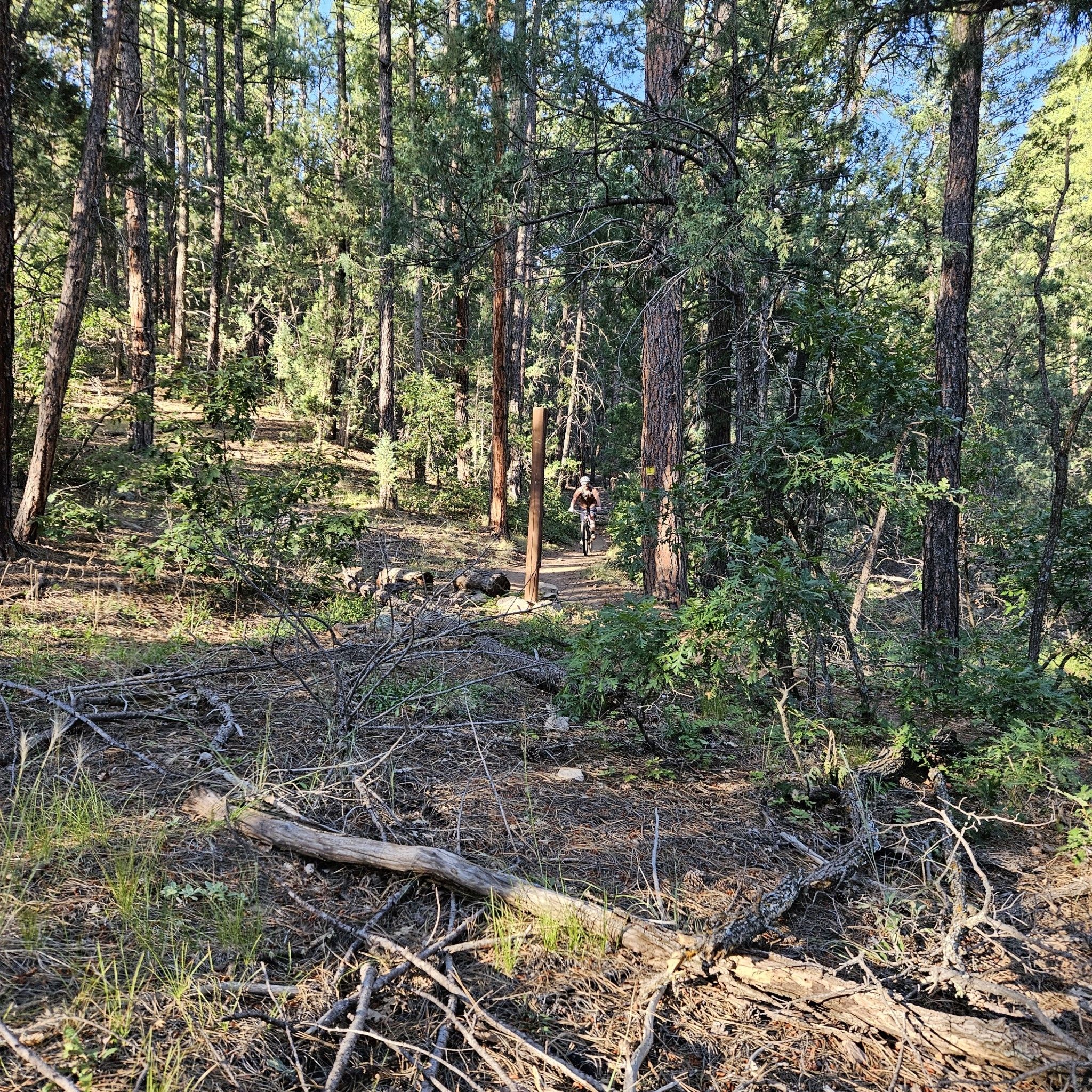 Person mountain biking on a sunlit dirt path through a dense pine forest. - Armijo Trail and Faulty Trail Loop