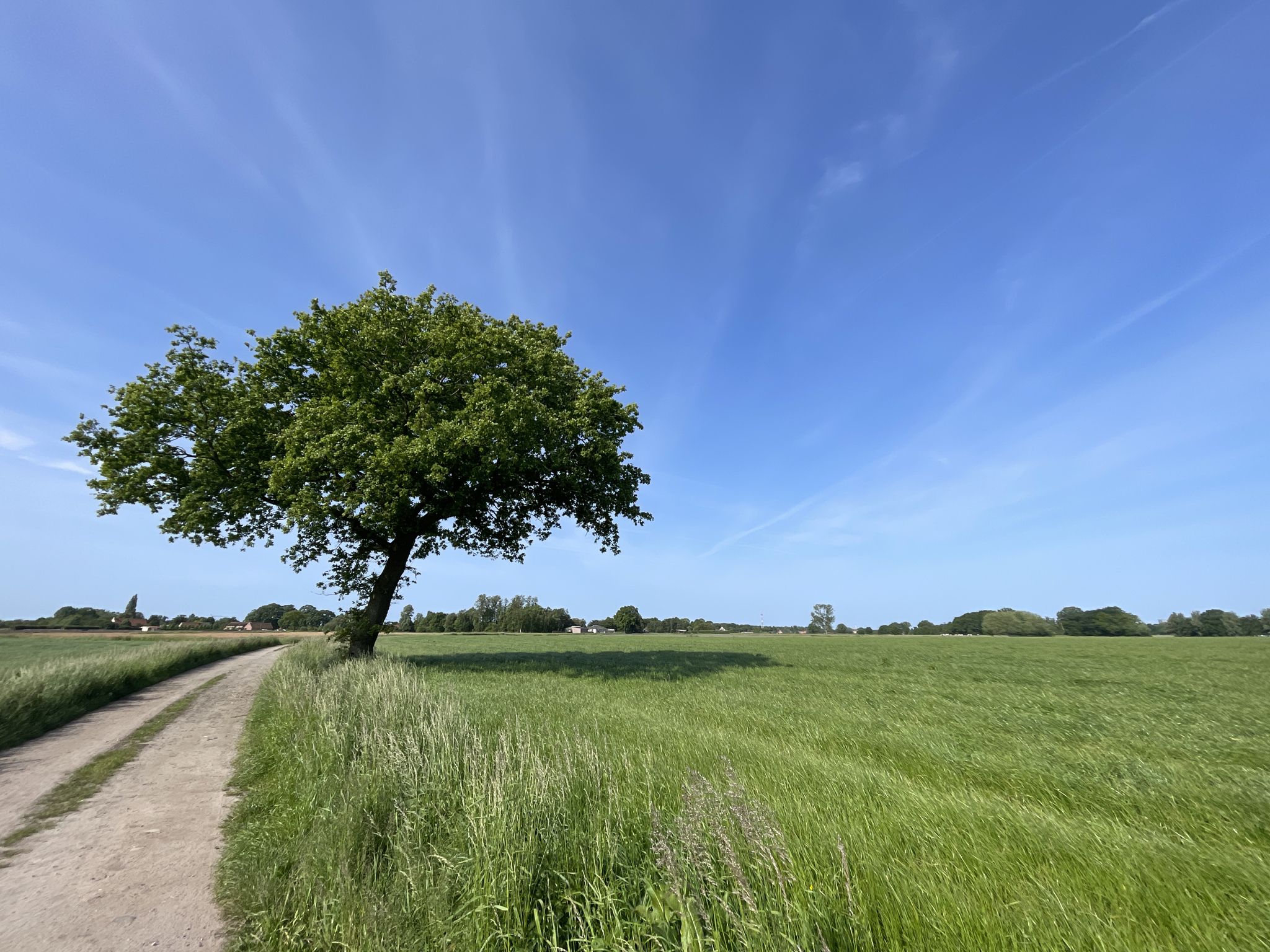 Helemaal alleen, te midden van al dat groen. Straks waarschijnlijk niet meer alleen, krijgt hij gezelschap van de eikprocessierups 🫣