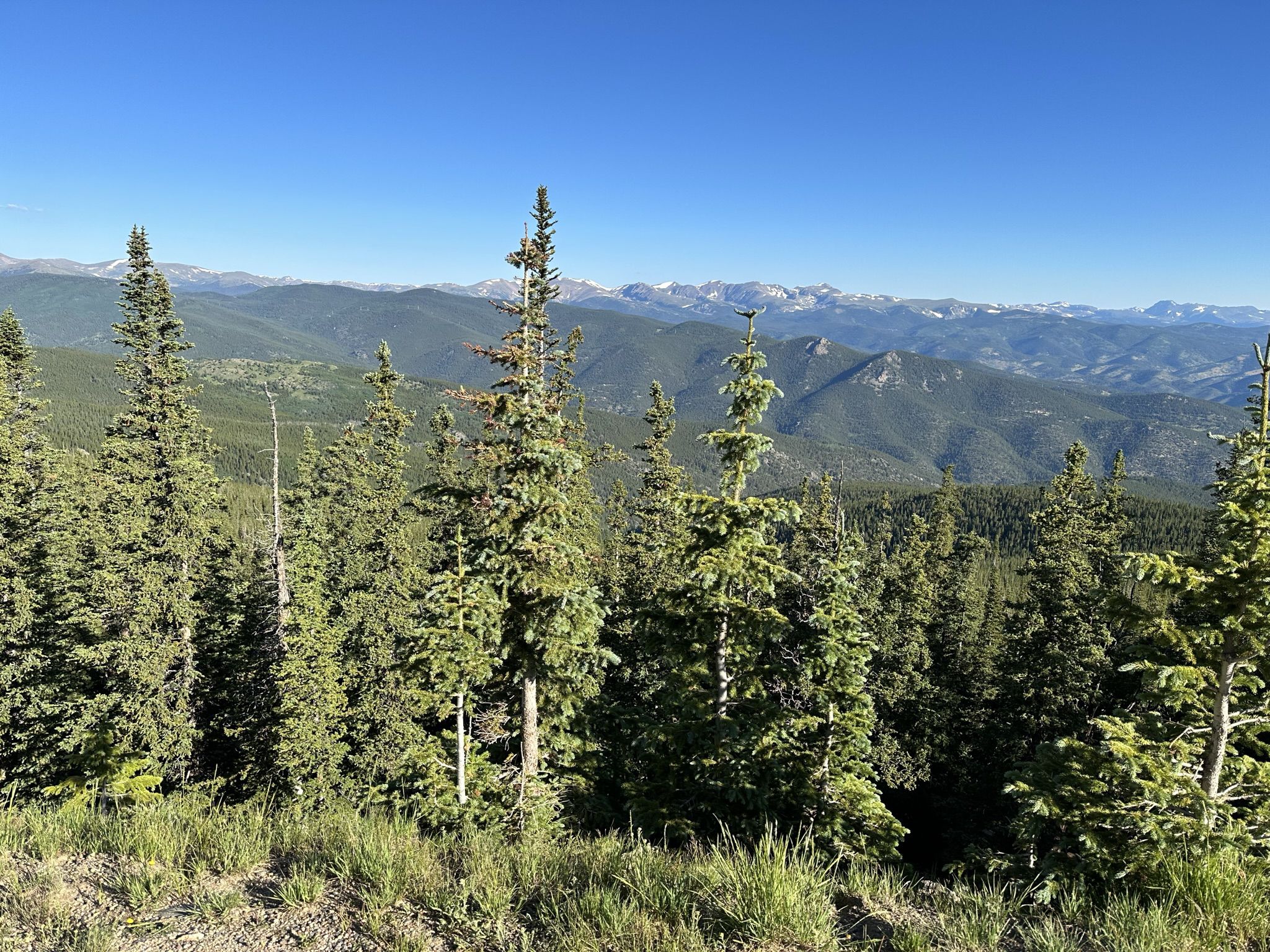 Lush green pine trees overlook a vast mountain range on a clear day. - Mount Blue Sky (Evans) to Juniper and Mestaa'Ėhehe Passes loop — Gravel