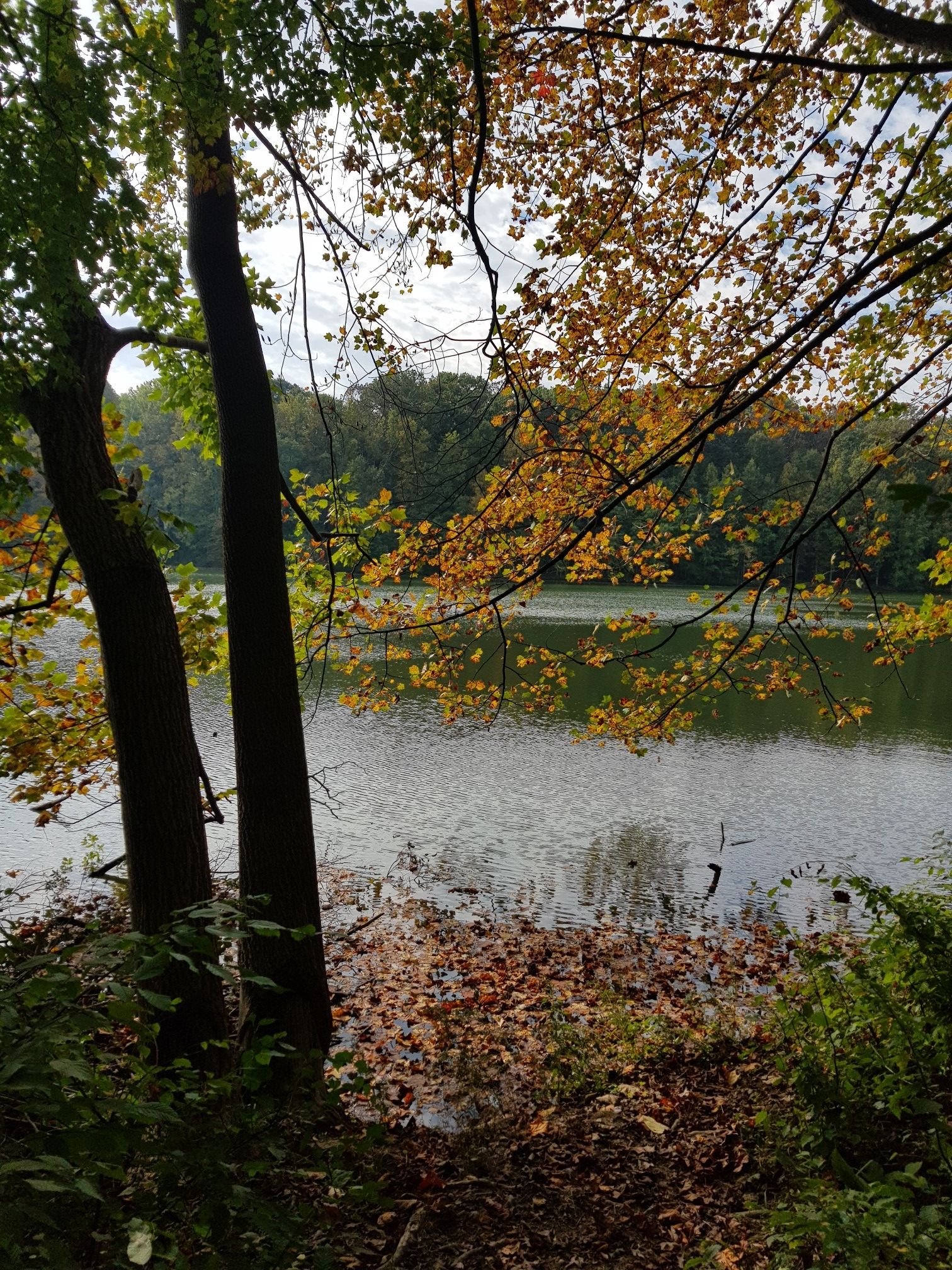 Lake shore with autumn leaves and trees, under a bright sky. - Clopper Lake – Clopper Lake Trail loop from Strider Wildlife Management Area