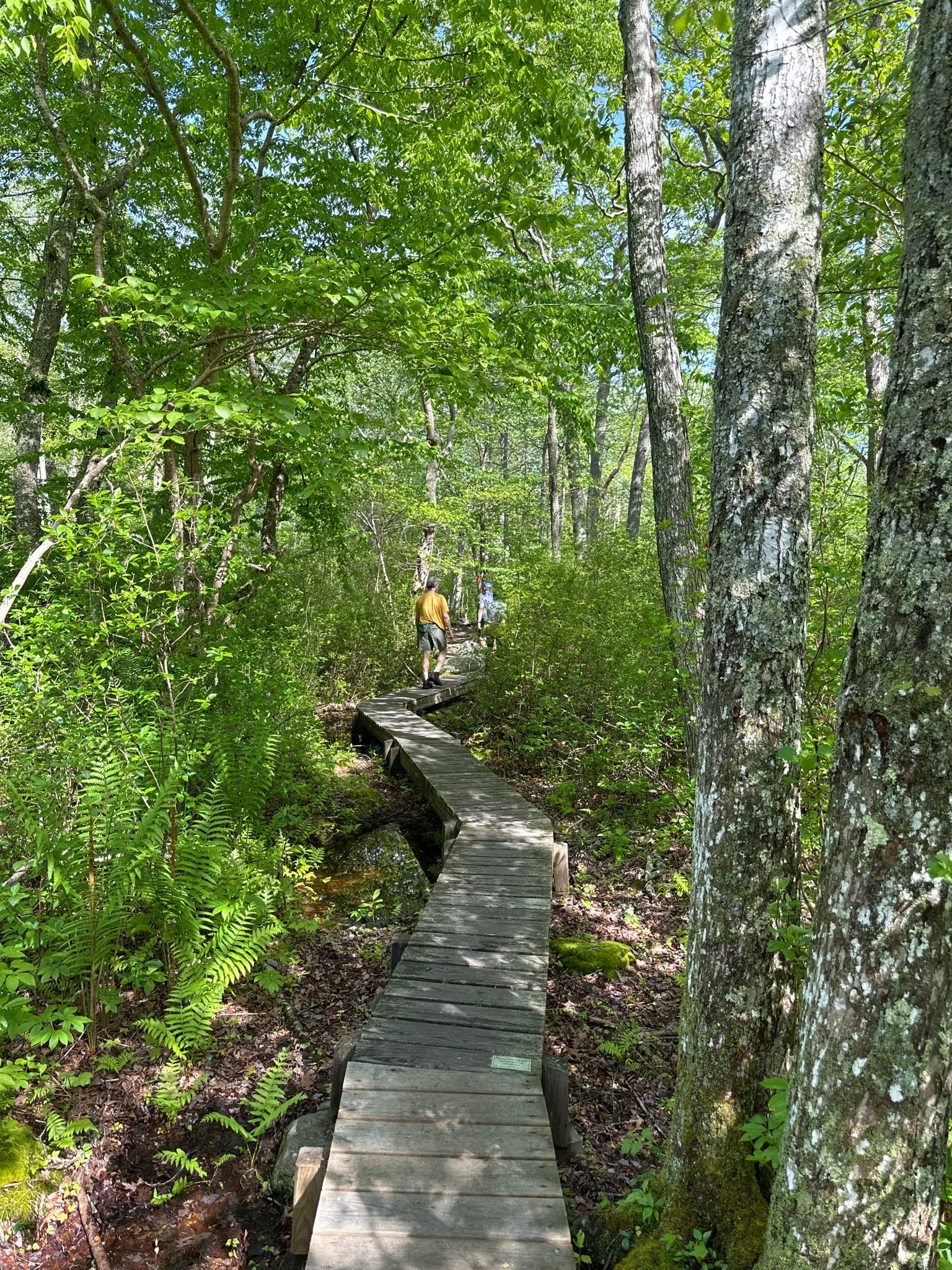Two people walk away on a wooden boardwalk through a dense green forest. - Frank Knowles Reserve – Barn Foundation loop from Slocums River Reserve