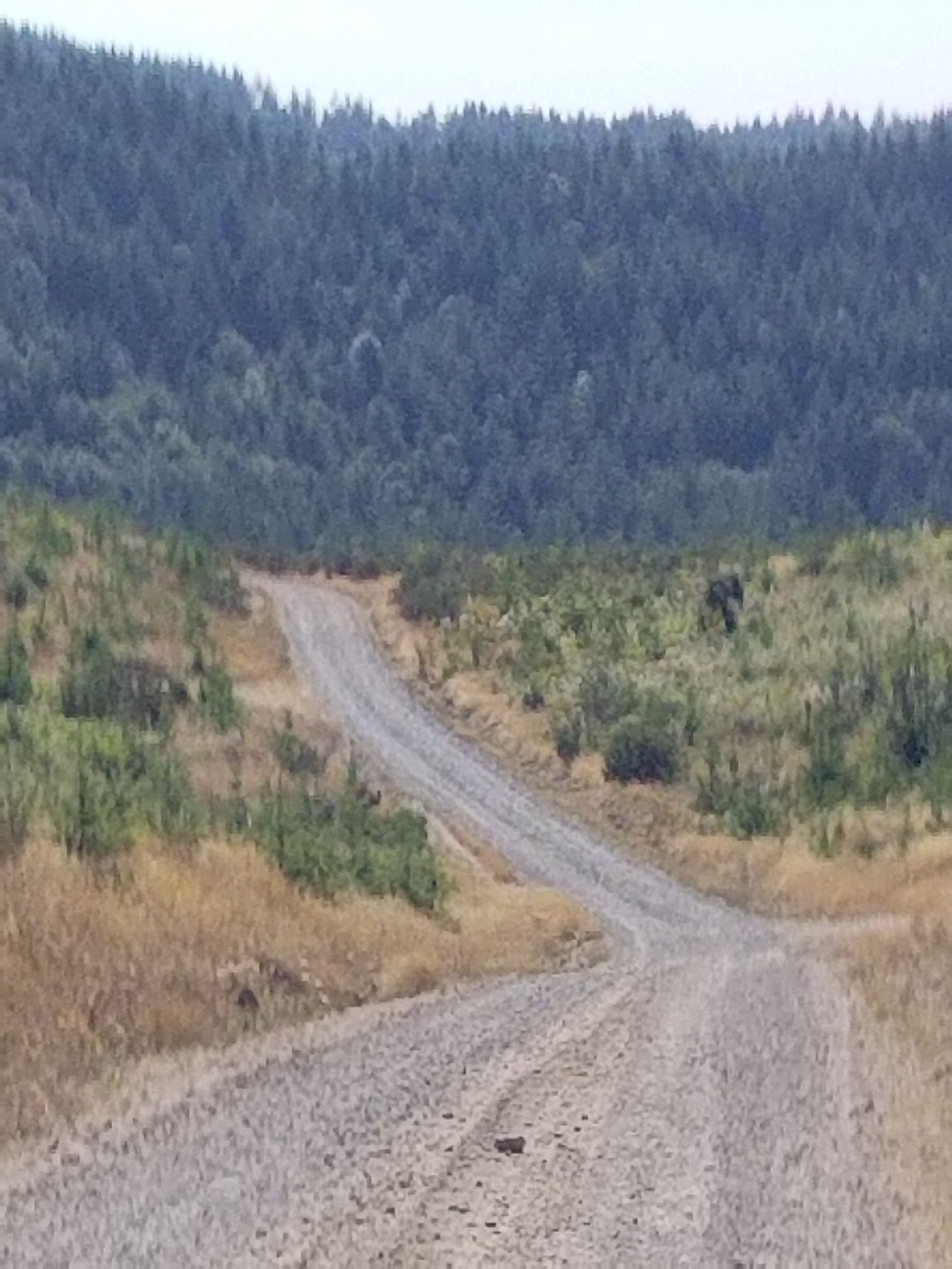 A winding dirt road through dry fields towards a distant forest. - Southeast George Road gravel loop