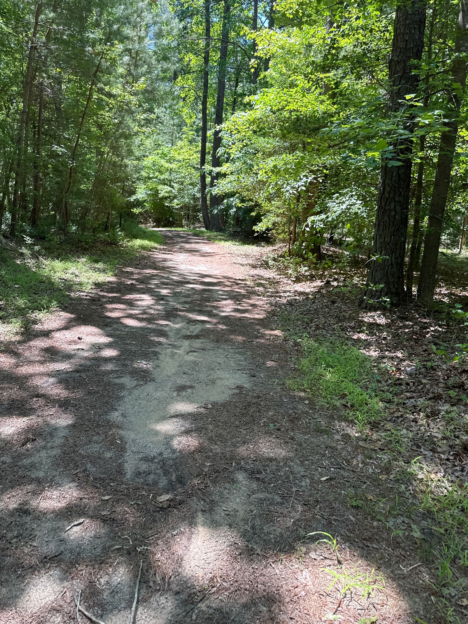 A sunlit dirt path winds through a dense green forest. - York River Backbone Trail Loop